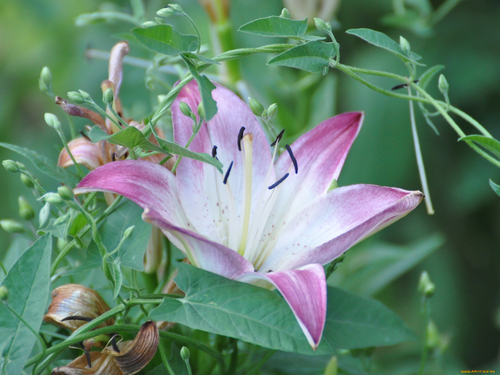 цветы, лилии, лилейники
