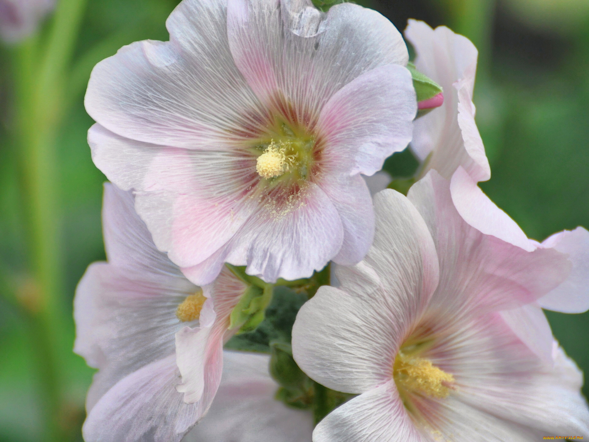 цветы, мальвы