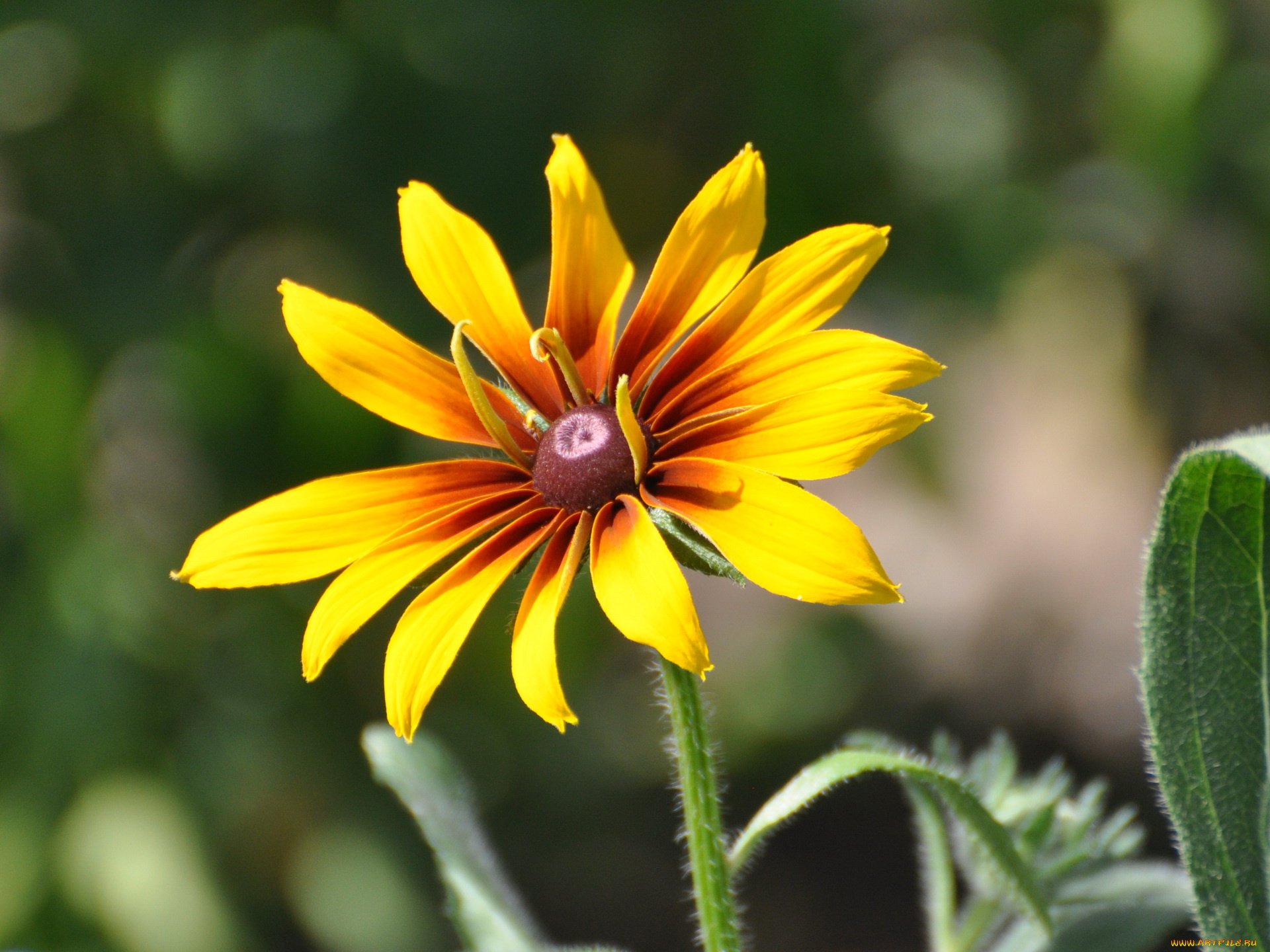 цветы, рудбекия