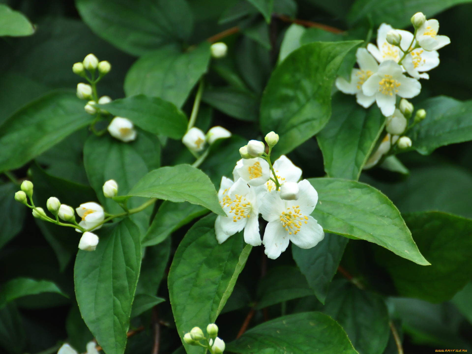 цветы, жасмин