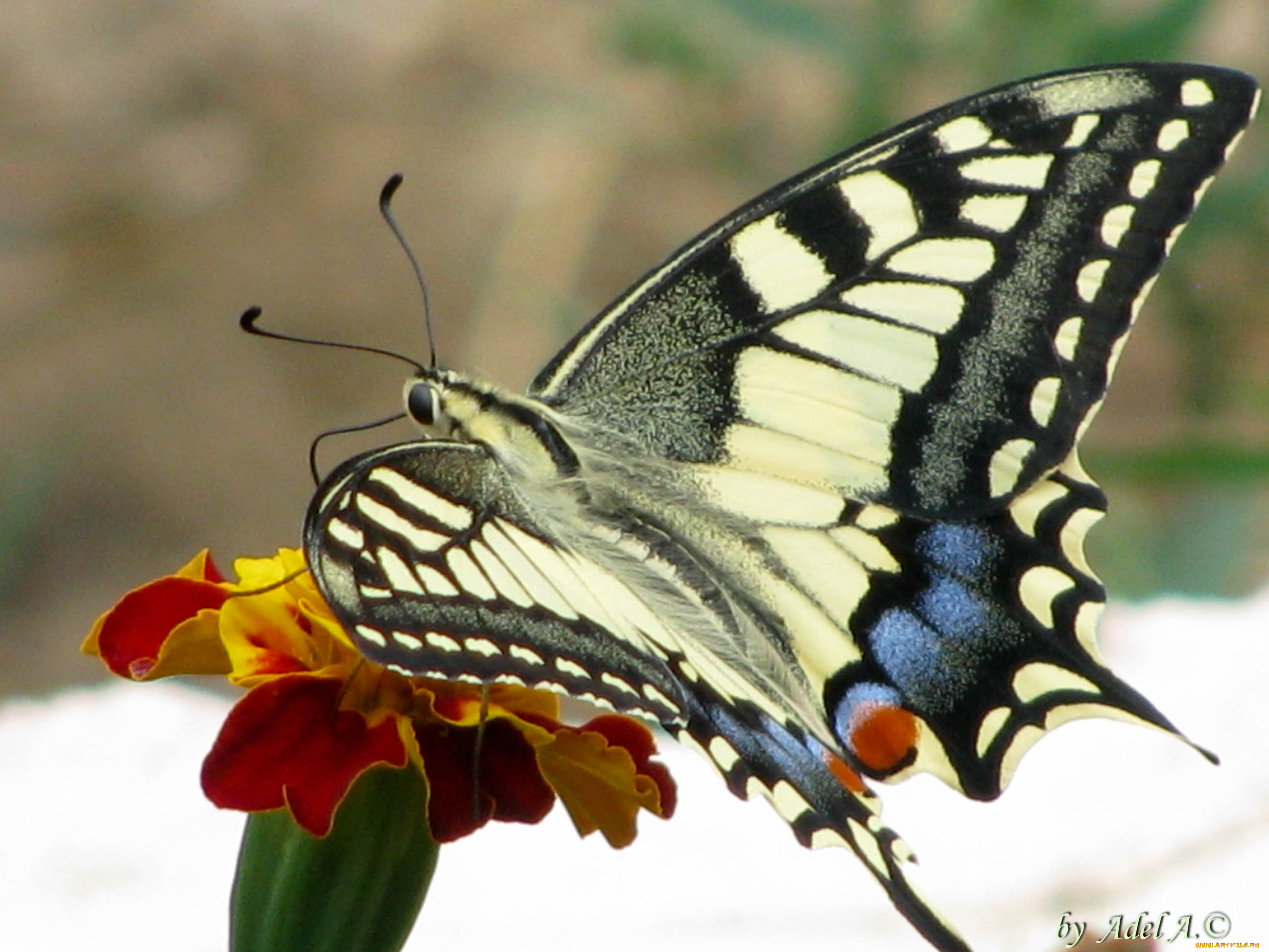 животные, бабочки