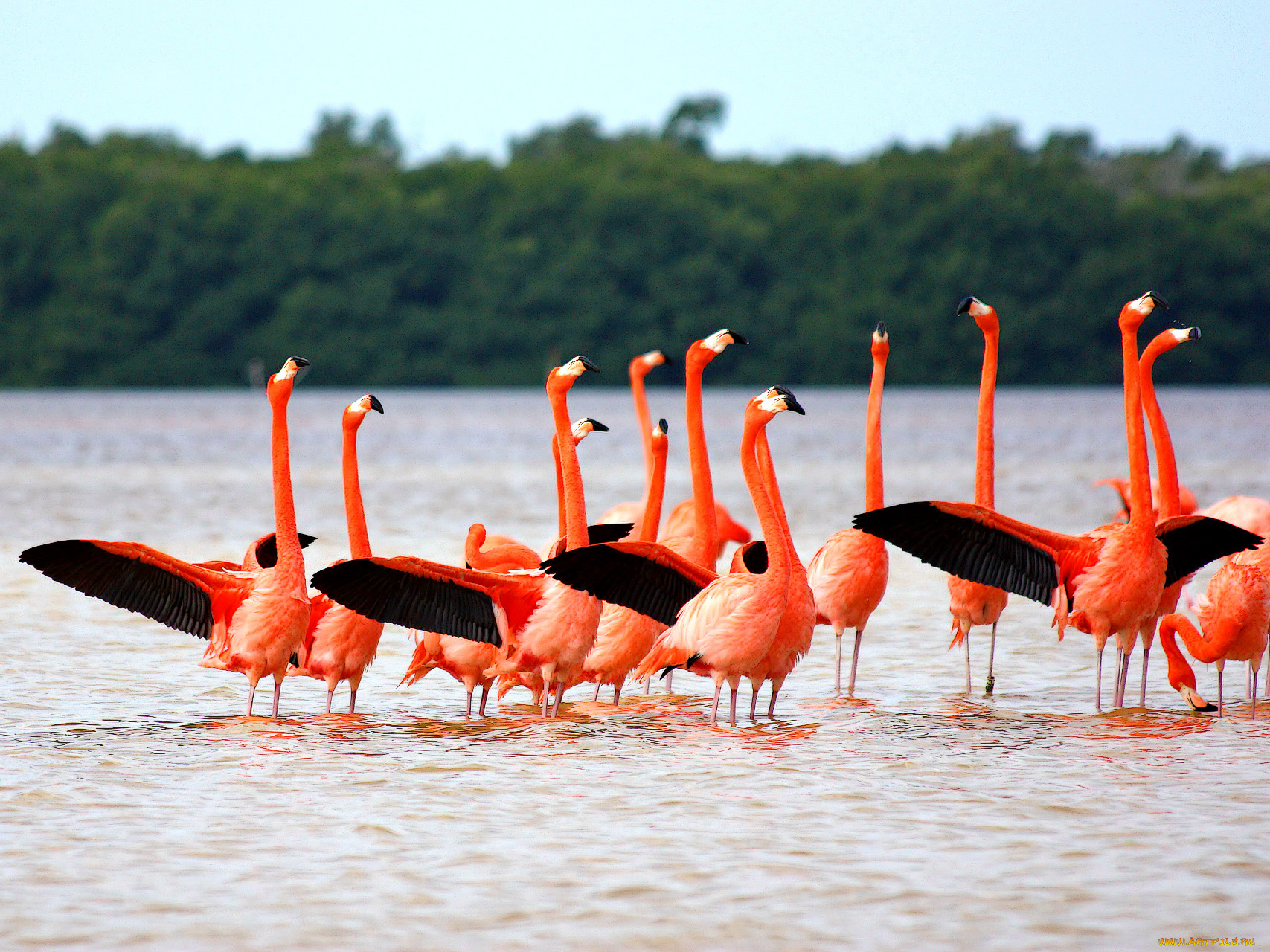 животные, фламинго, вода, река
