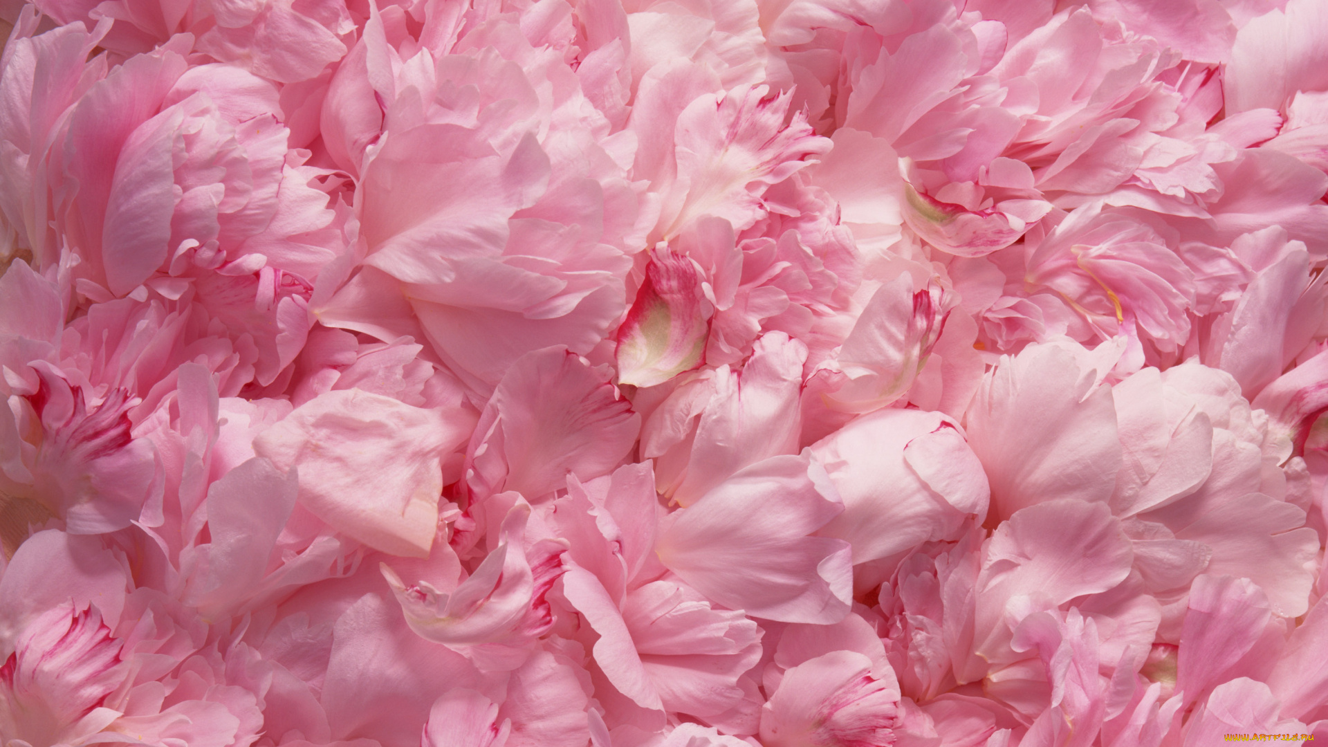 цветы, пионы, лепестки