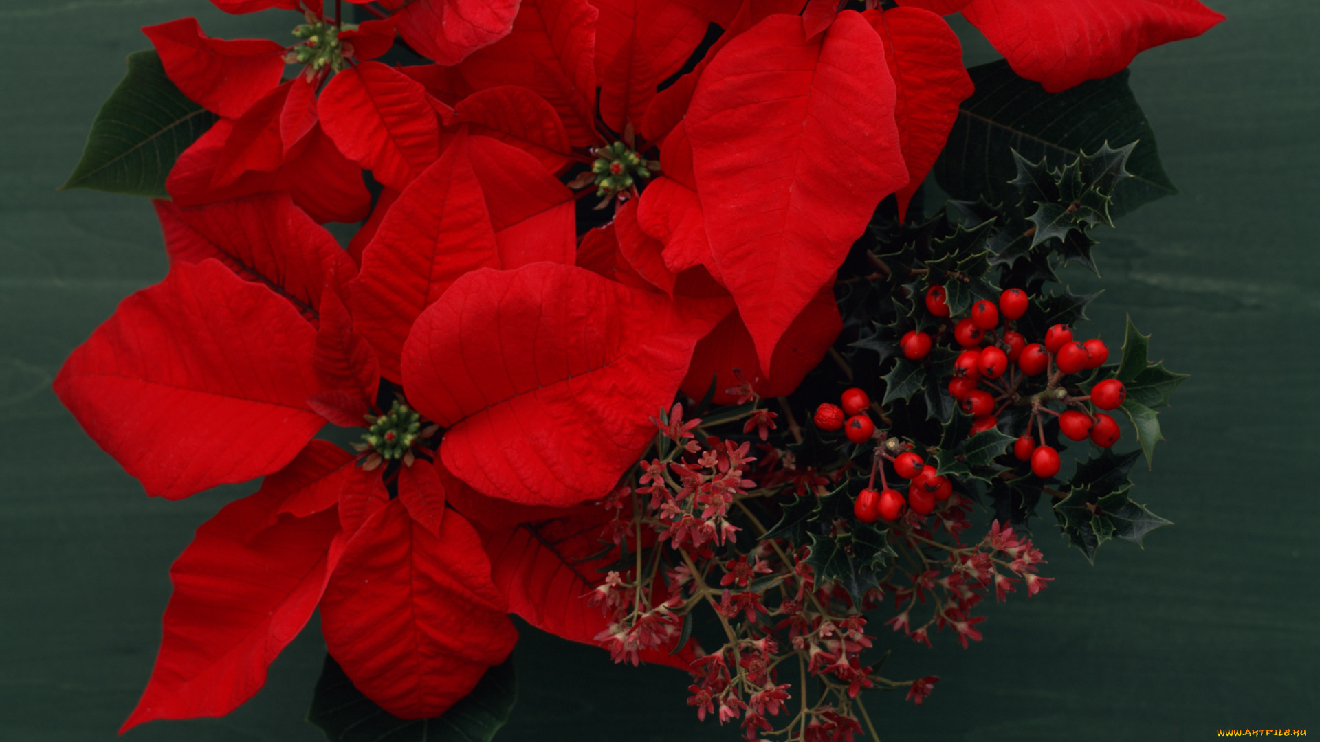 цветы, пуансеттия, красный