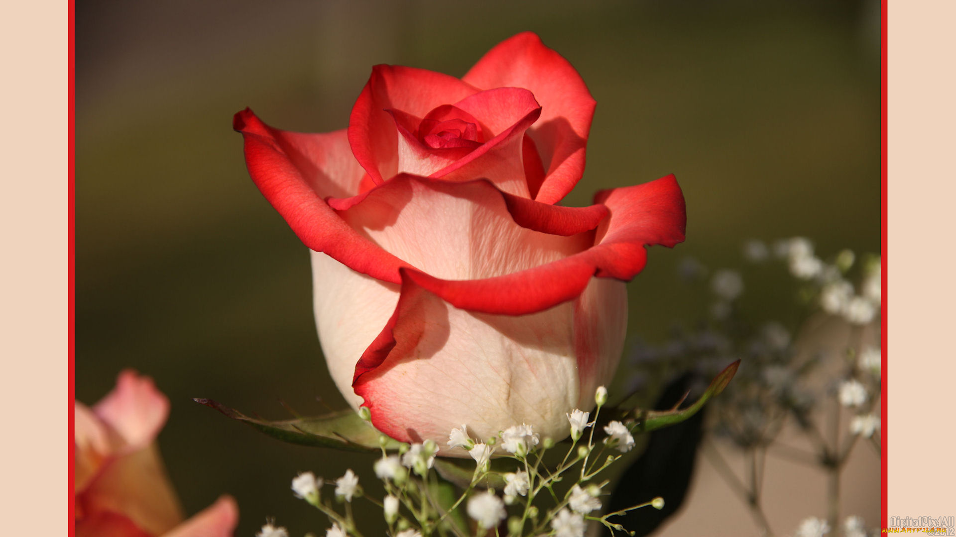 цветы, розы, лепестки