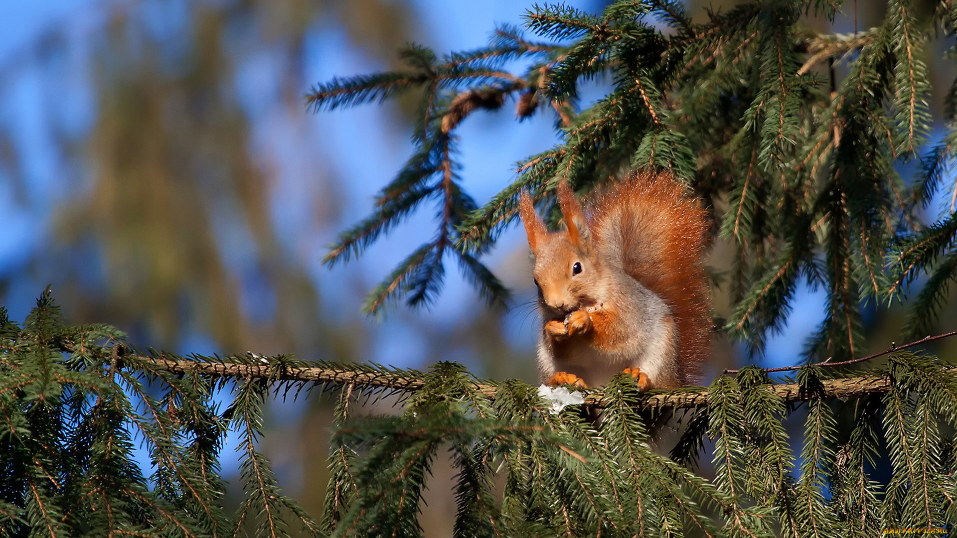животные, белки, белочка, дерево