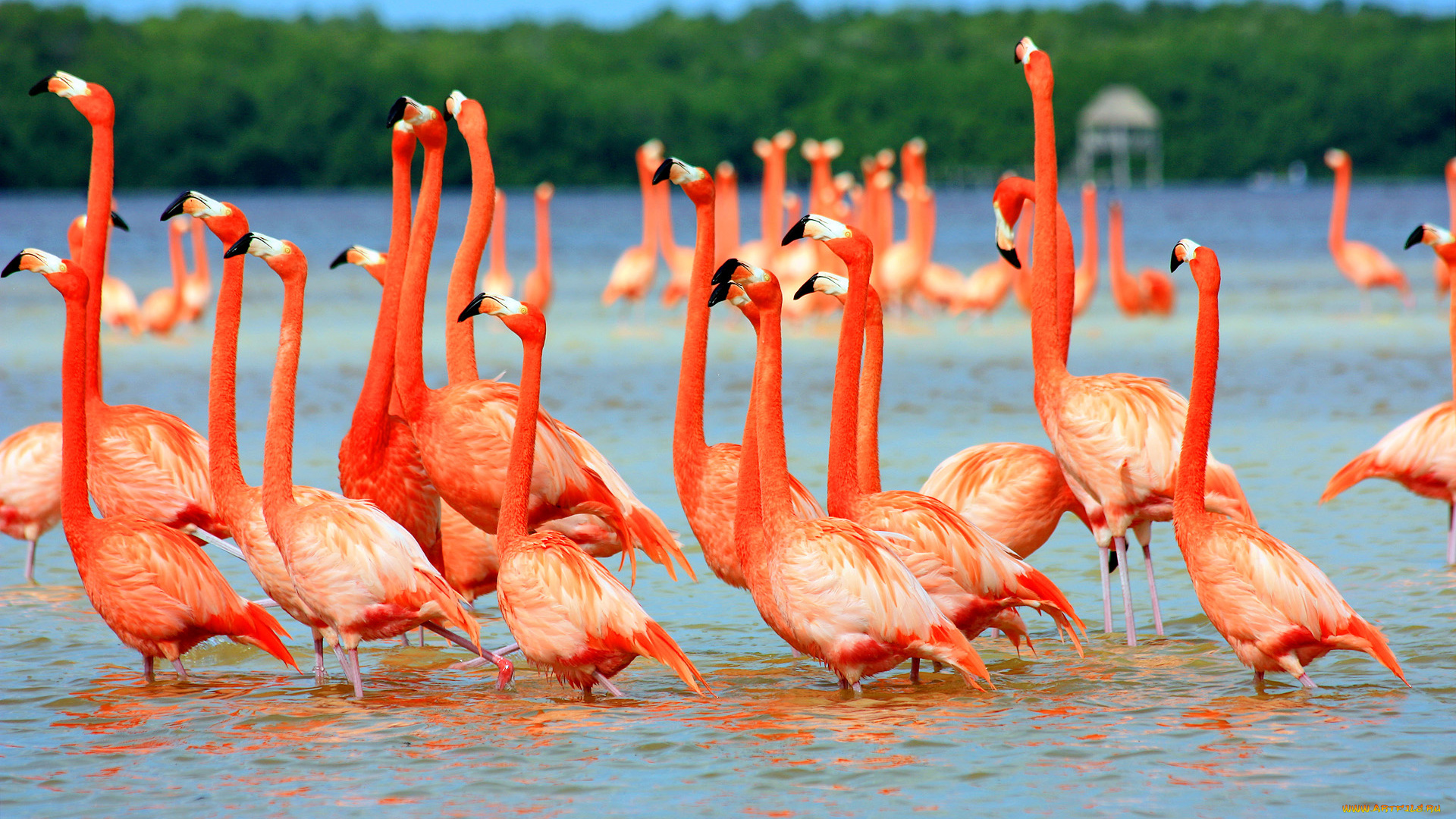 животные, фламинго, река, вода