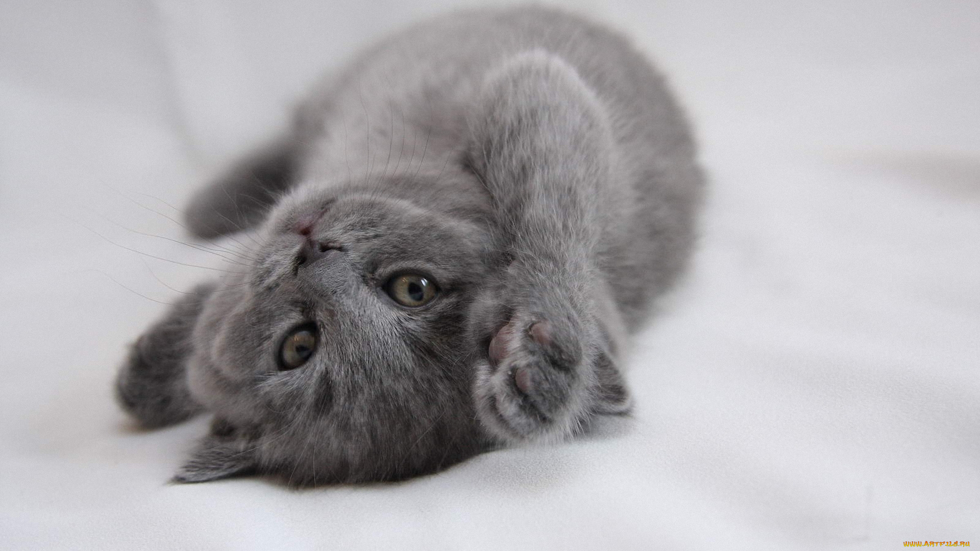 животные, коты, кот, кошка, котёнок