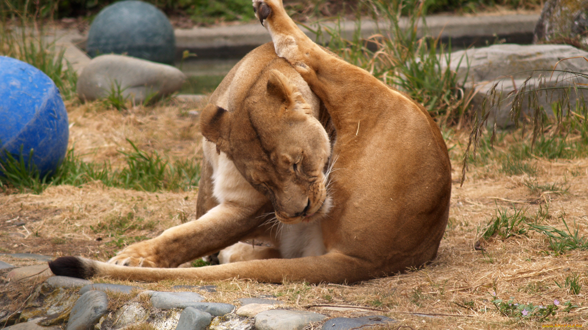 животные, львы, лев, львица