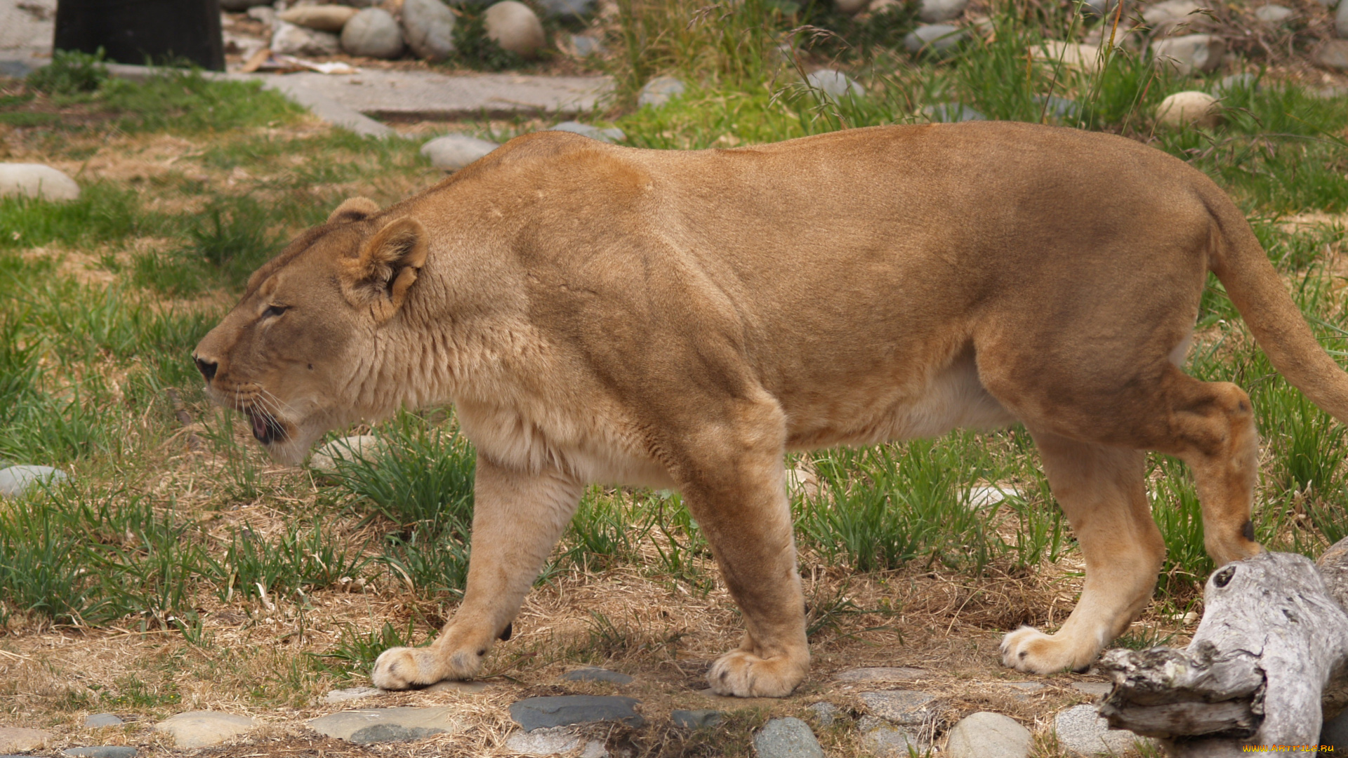 животные, львы, львица, лев