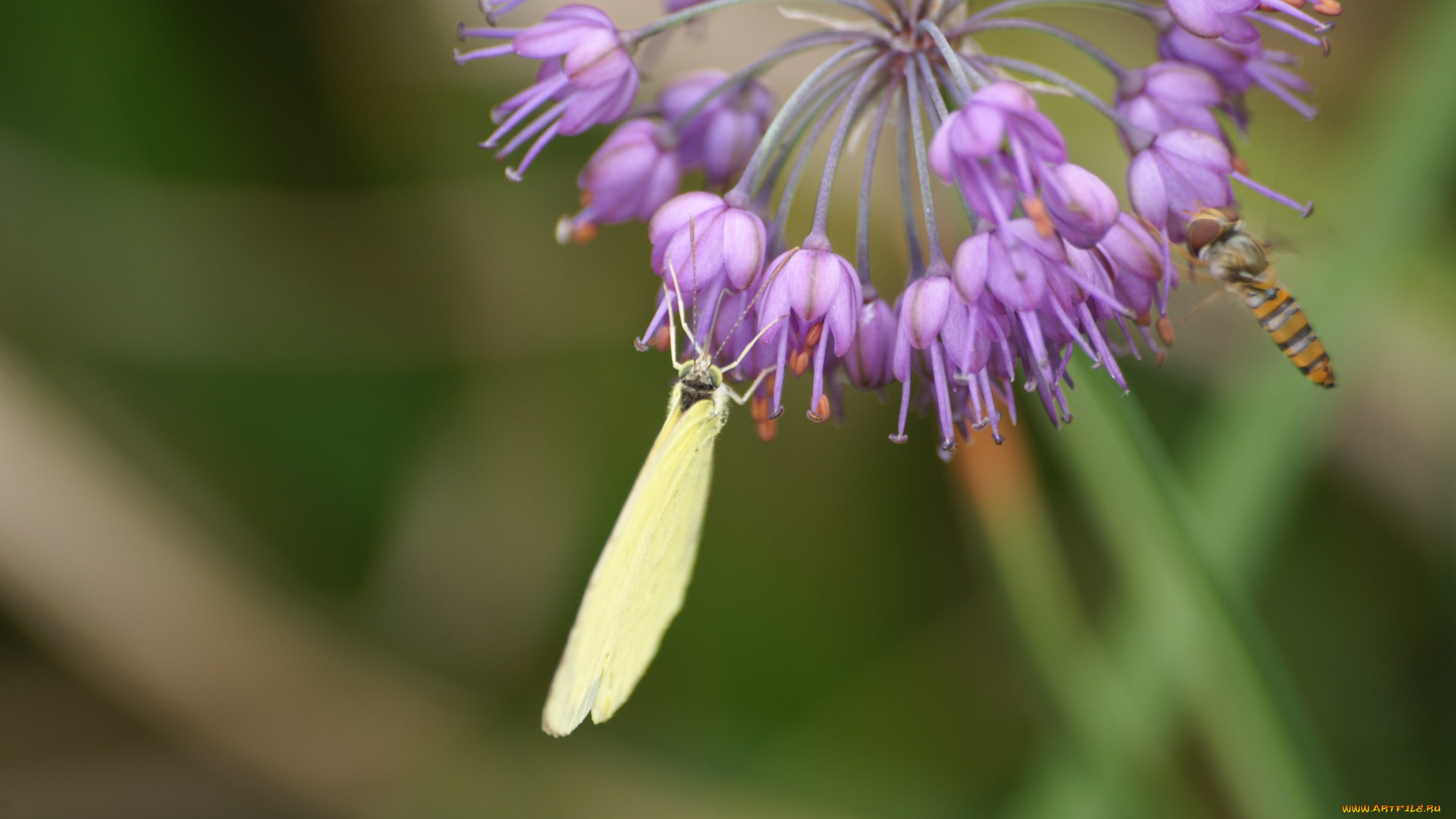 животные, насекомые, цветок
