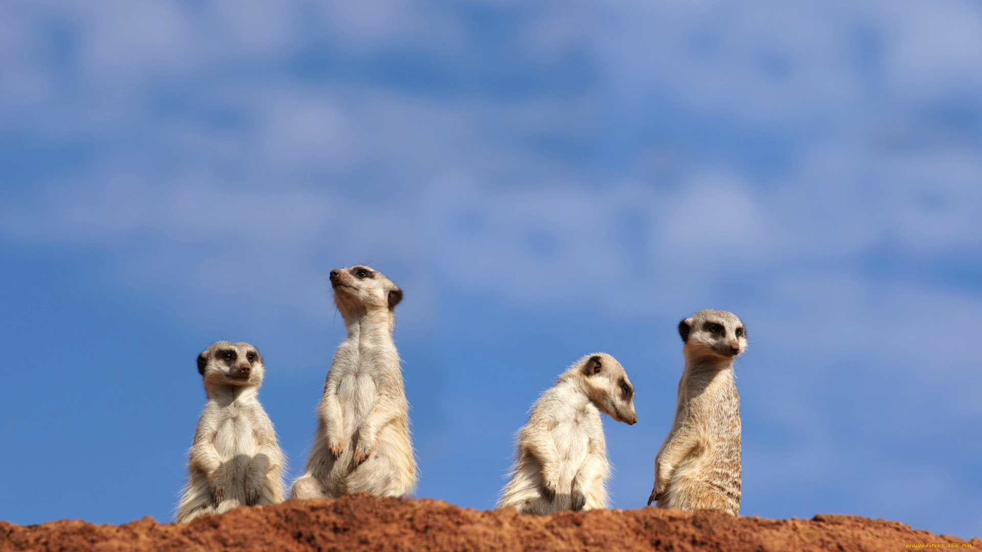 животные, сурикаты, сурикат, грызун, небо