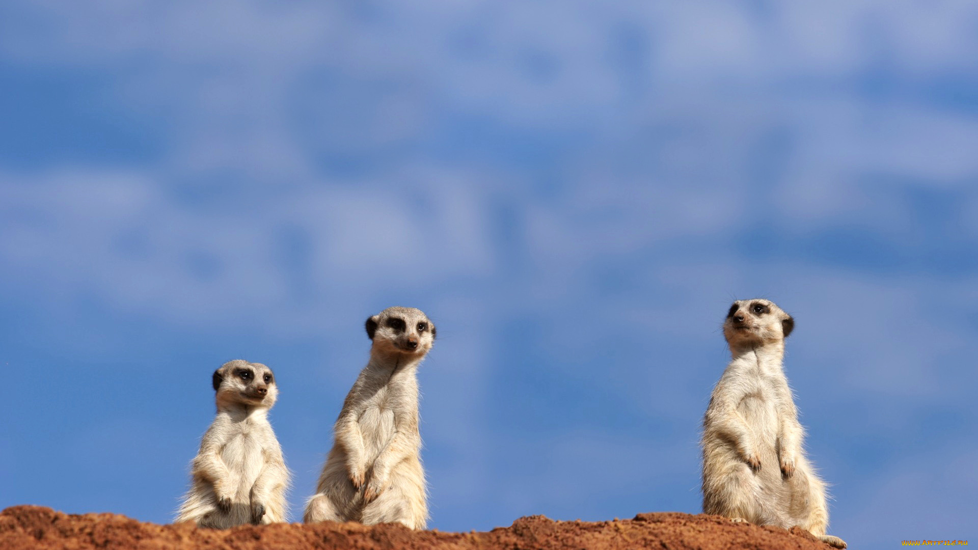 животные, сурикаты, сурикат, грызун, небо