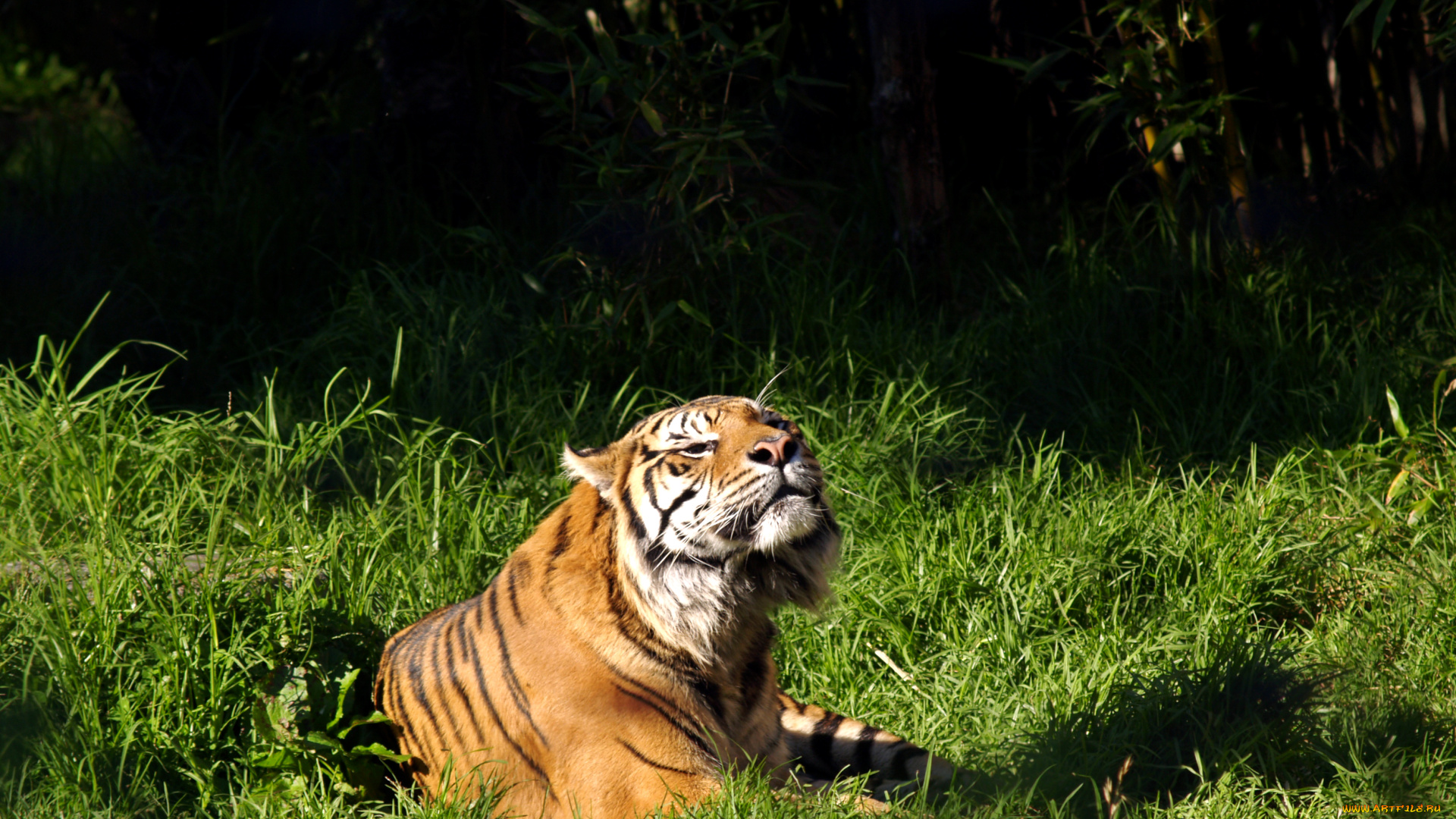 животные, тигры, тигр, трава