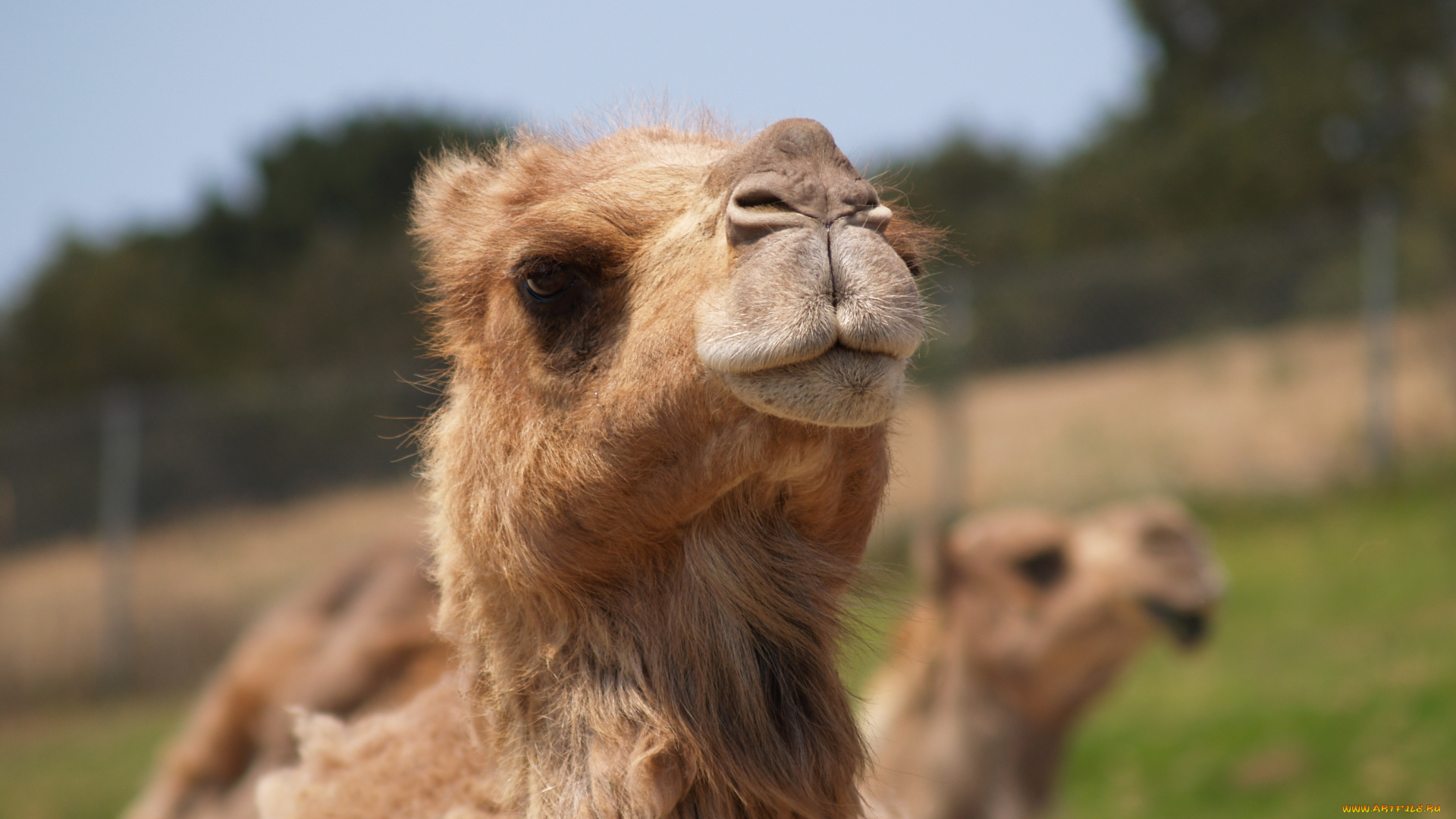 животные, верблюды, голова, верблюд