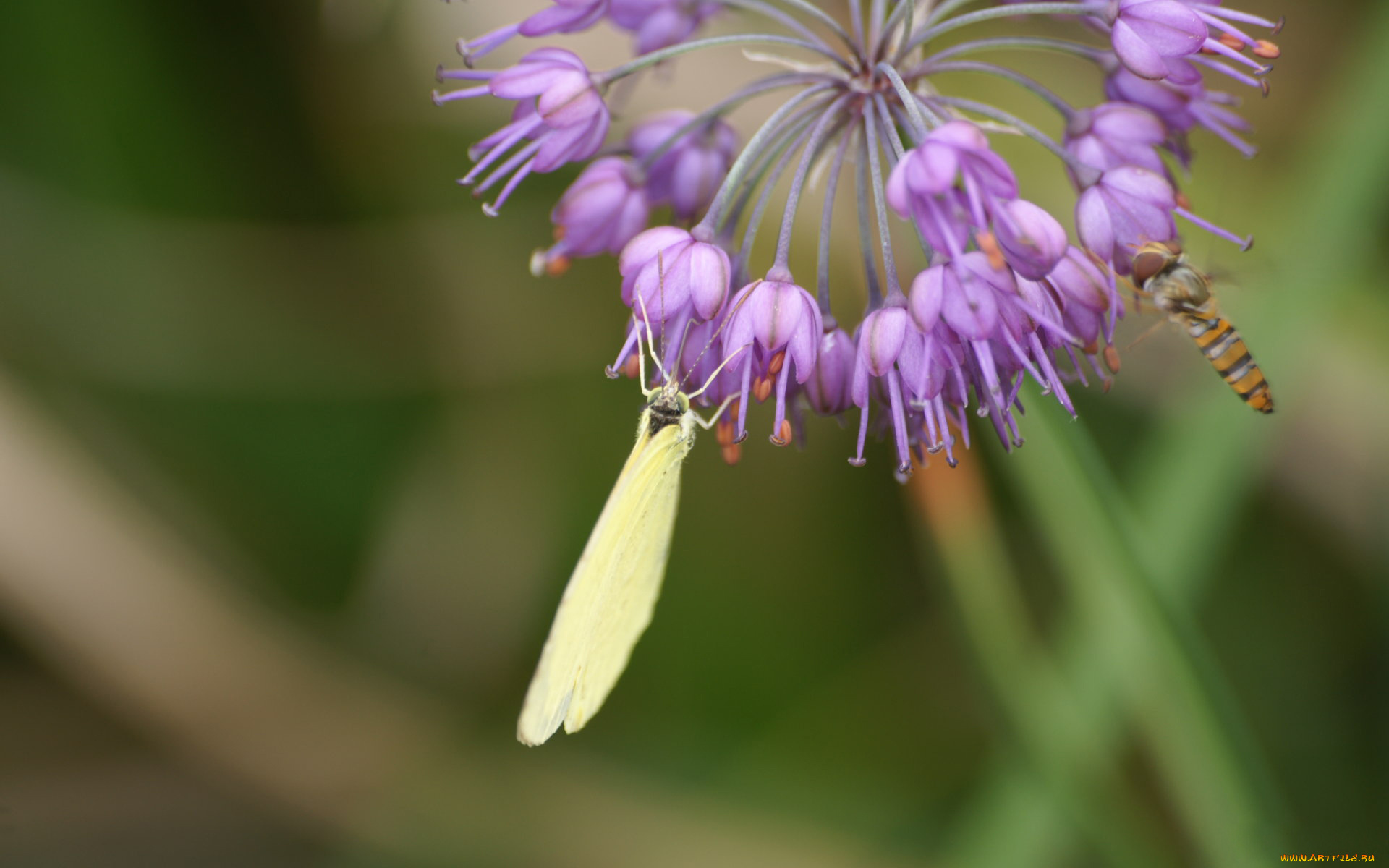 животные, насекомые, цветок