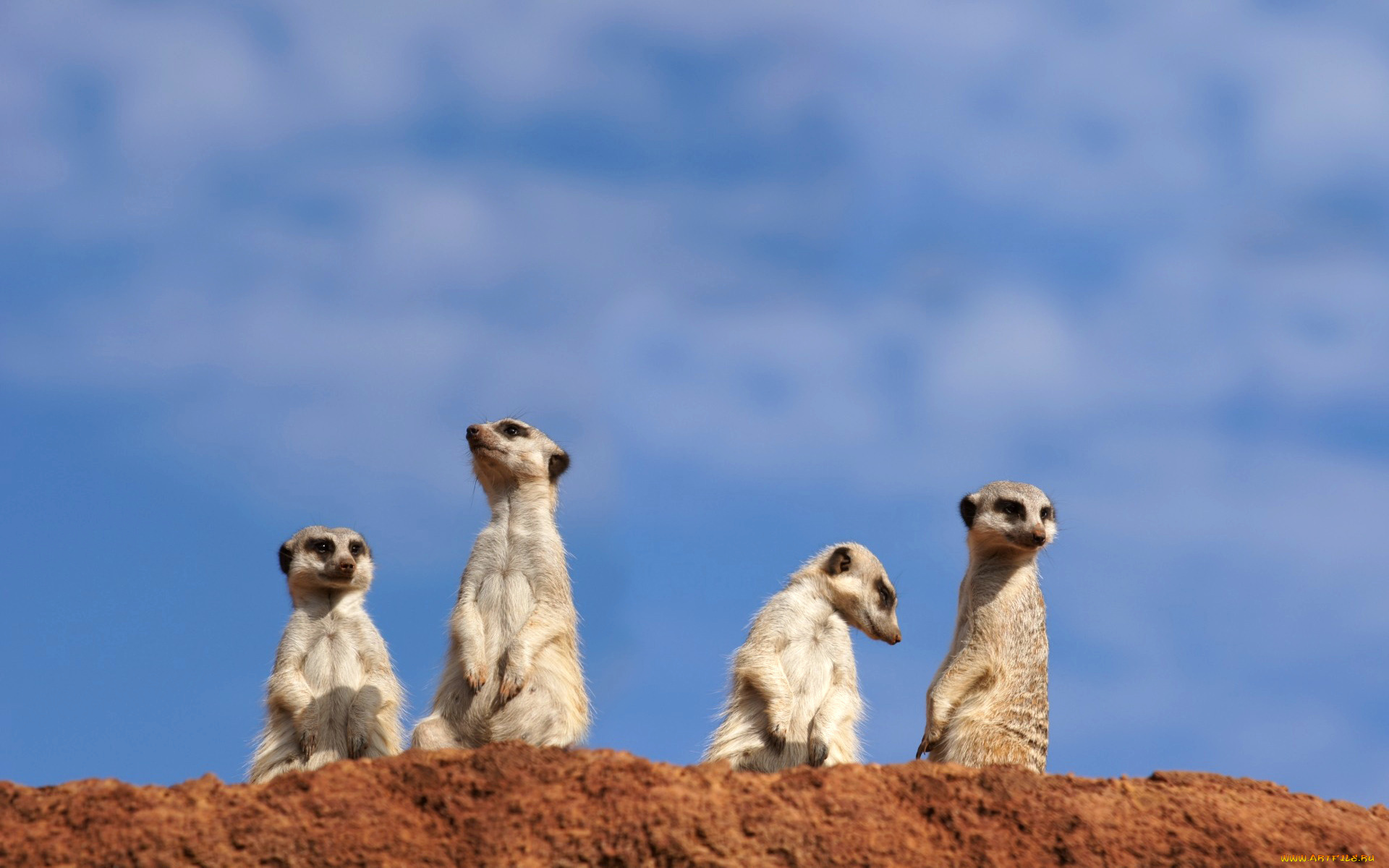 животные, сурикаты, сурикат, грызун, небо