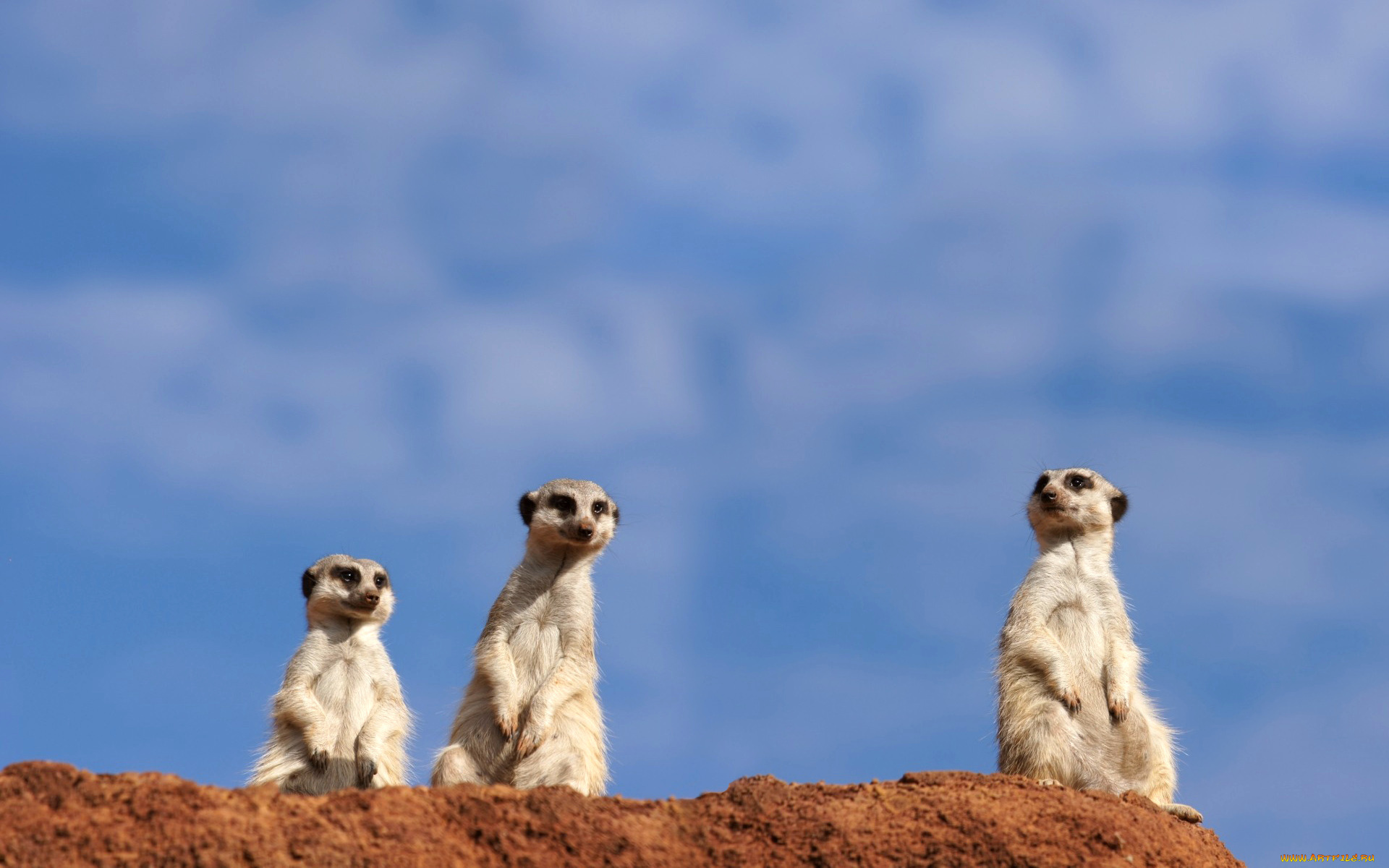животные, сурикаты, сурикат, грызун, небо