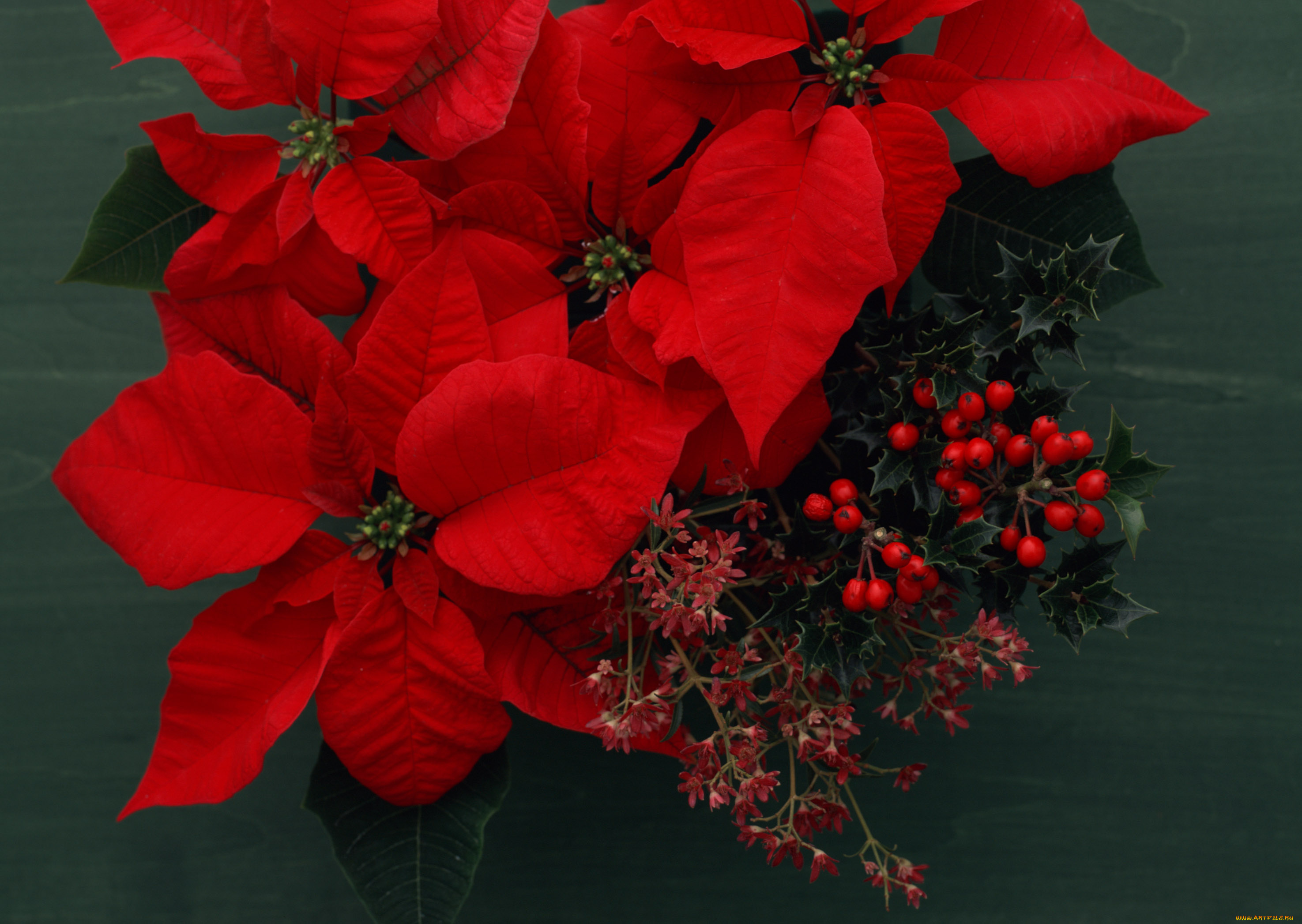 цветы, пуансеттия, красный