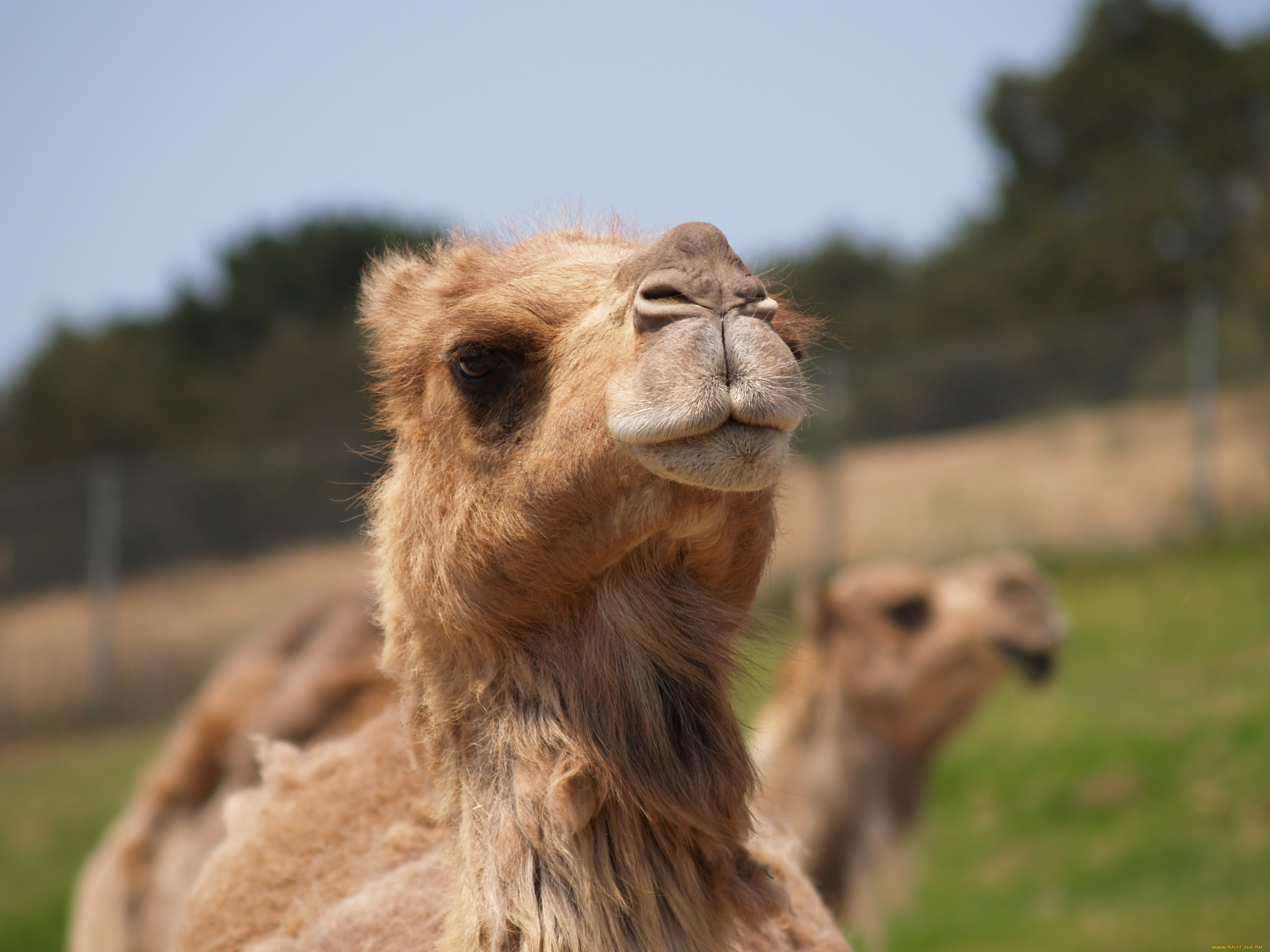 животные, верблюды, голова, верблюд