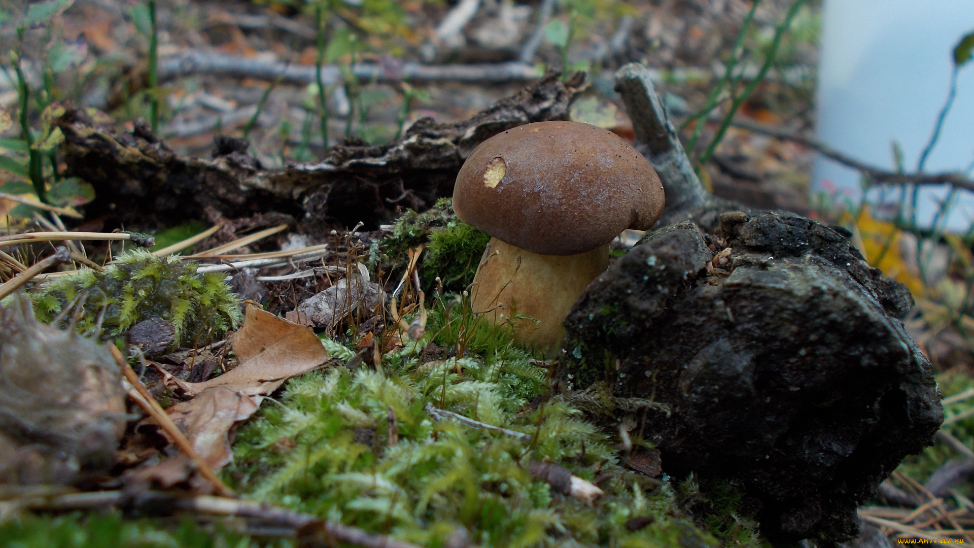 природа, грибы, ветки, гриб, трава