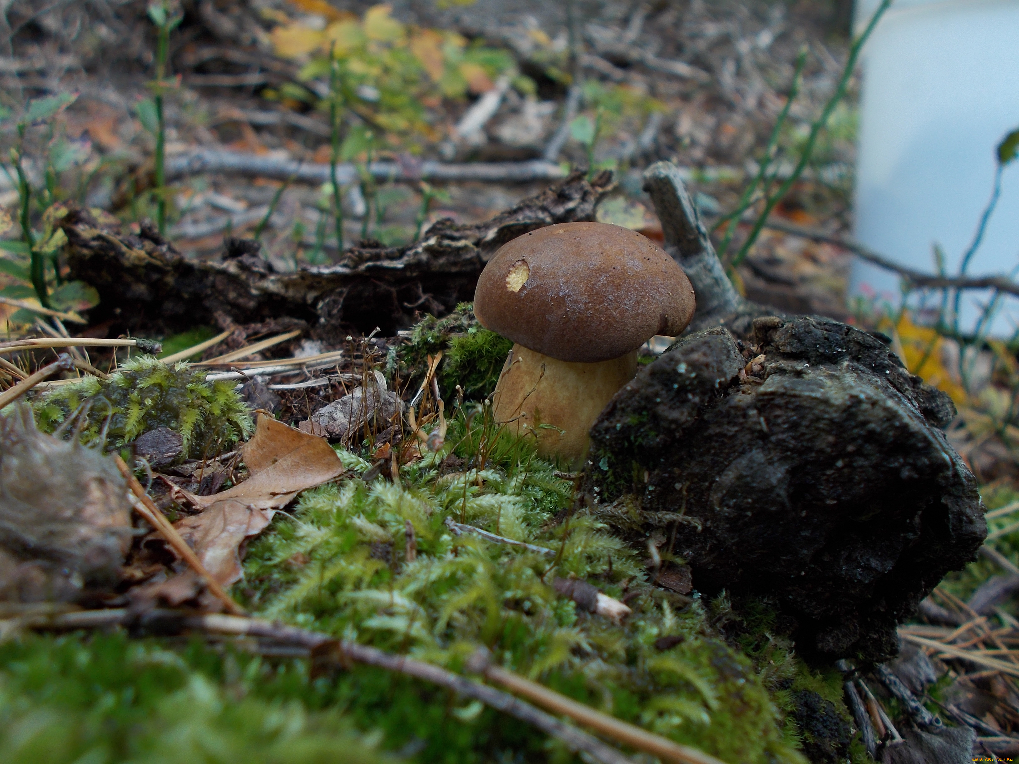 природа, грибы, ветки, гриб, трава