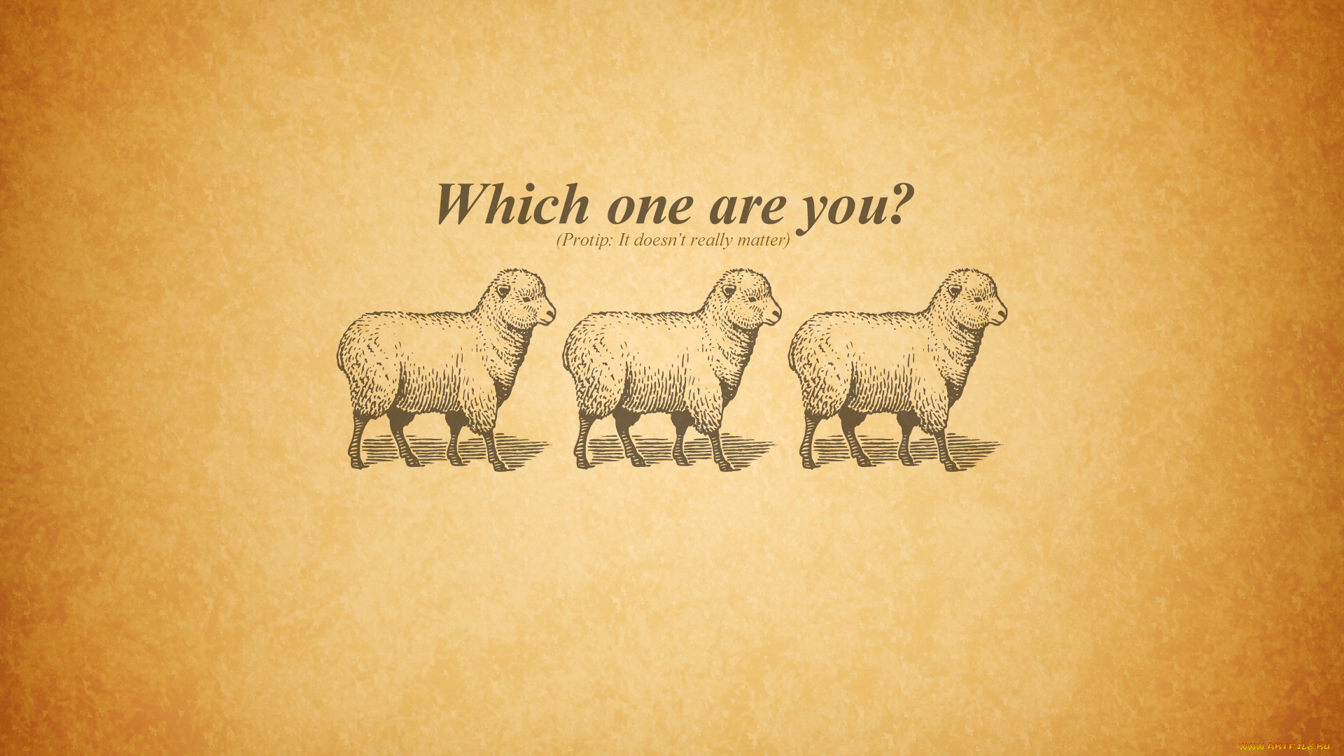 рисованные, минимализм, овцы