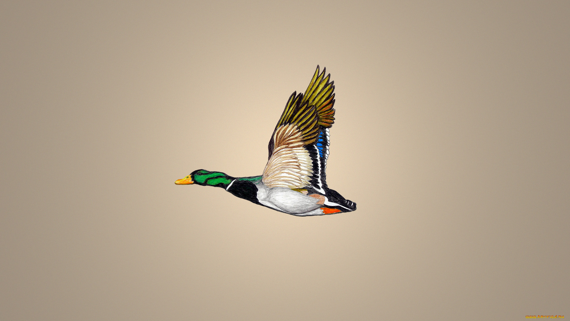 утка, рисованные, животные, , птицы, , утки, duck