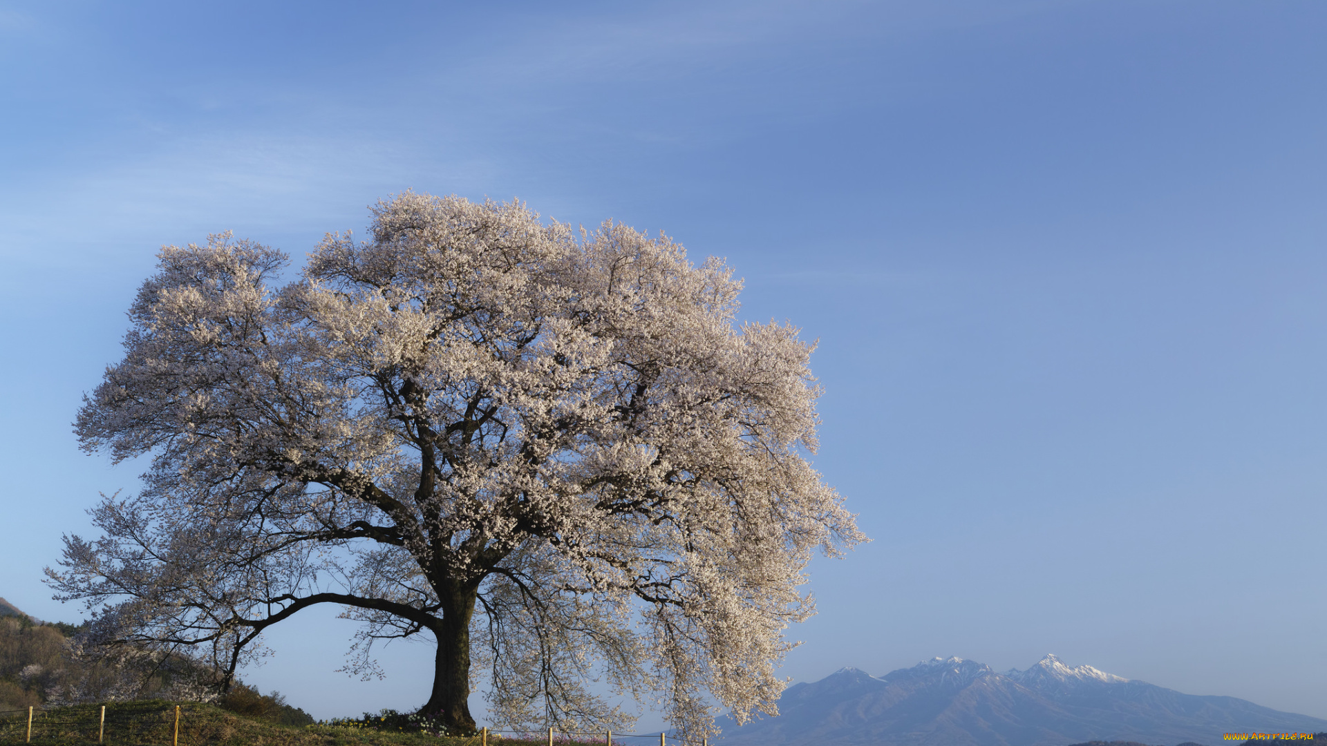 природа, деревья, цветение, весна, дерево, takaten