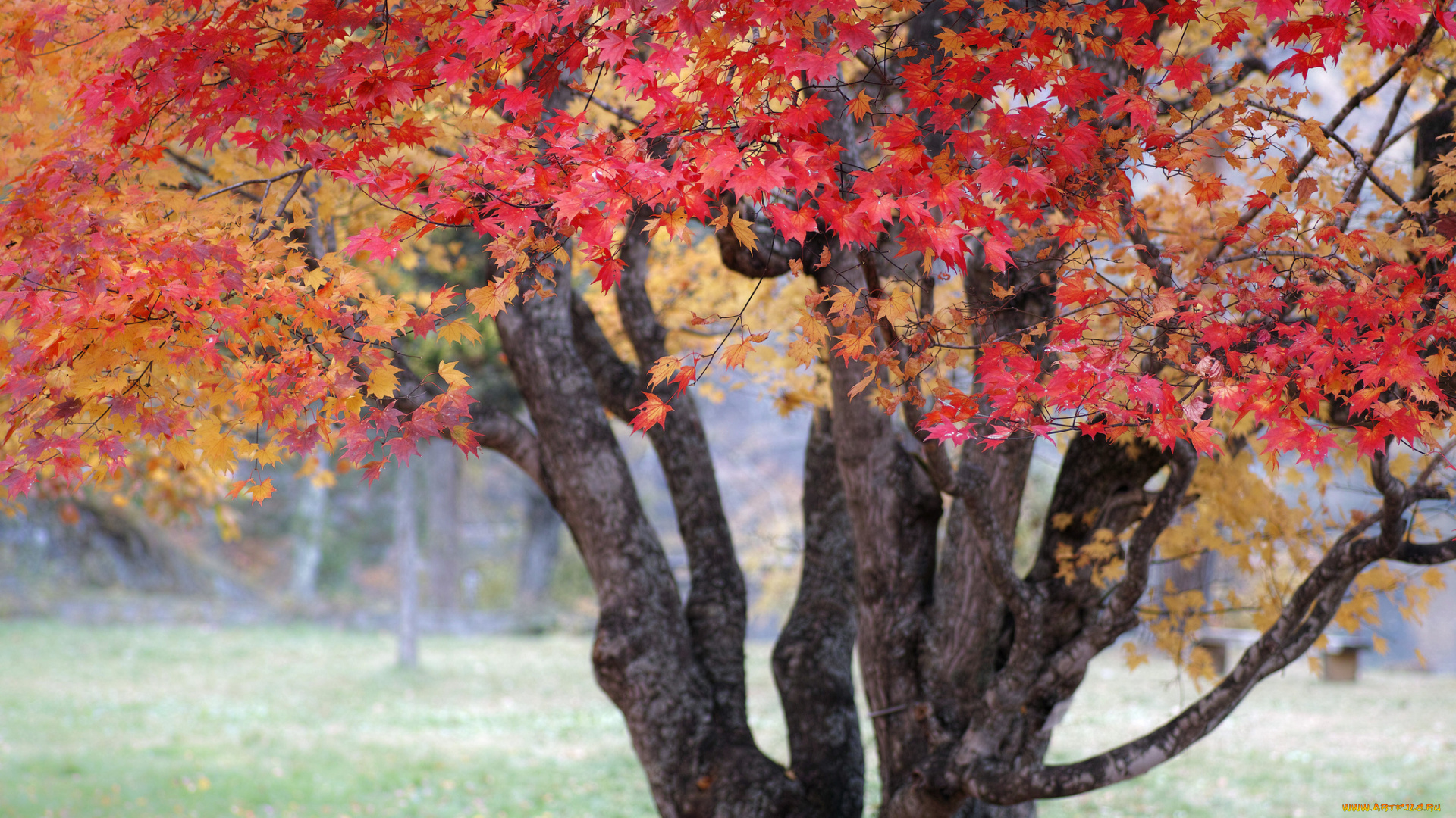 природа, деревья, красные, листья, осень, дерево, takaten