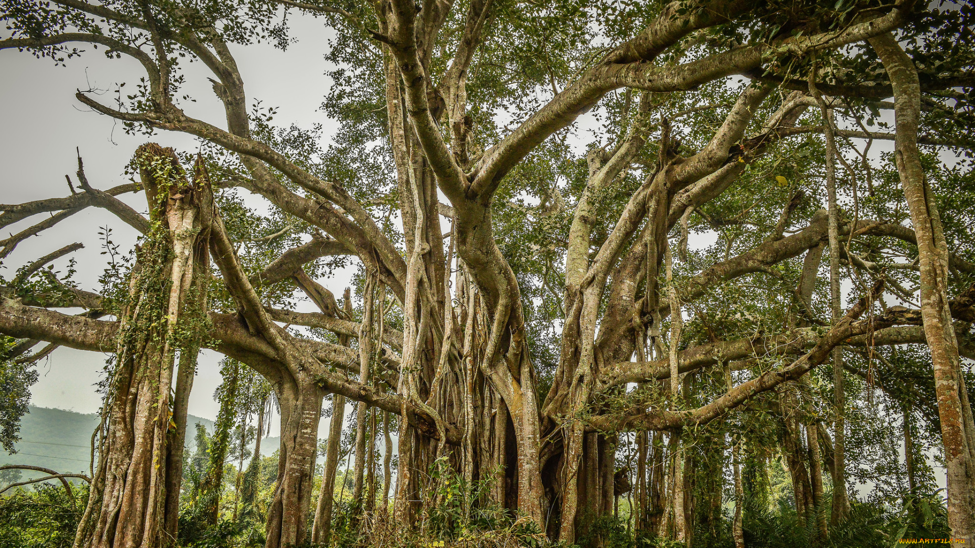 природа, деревья, мангры