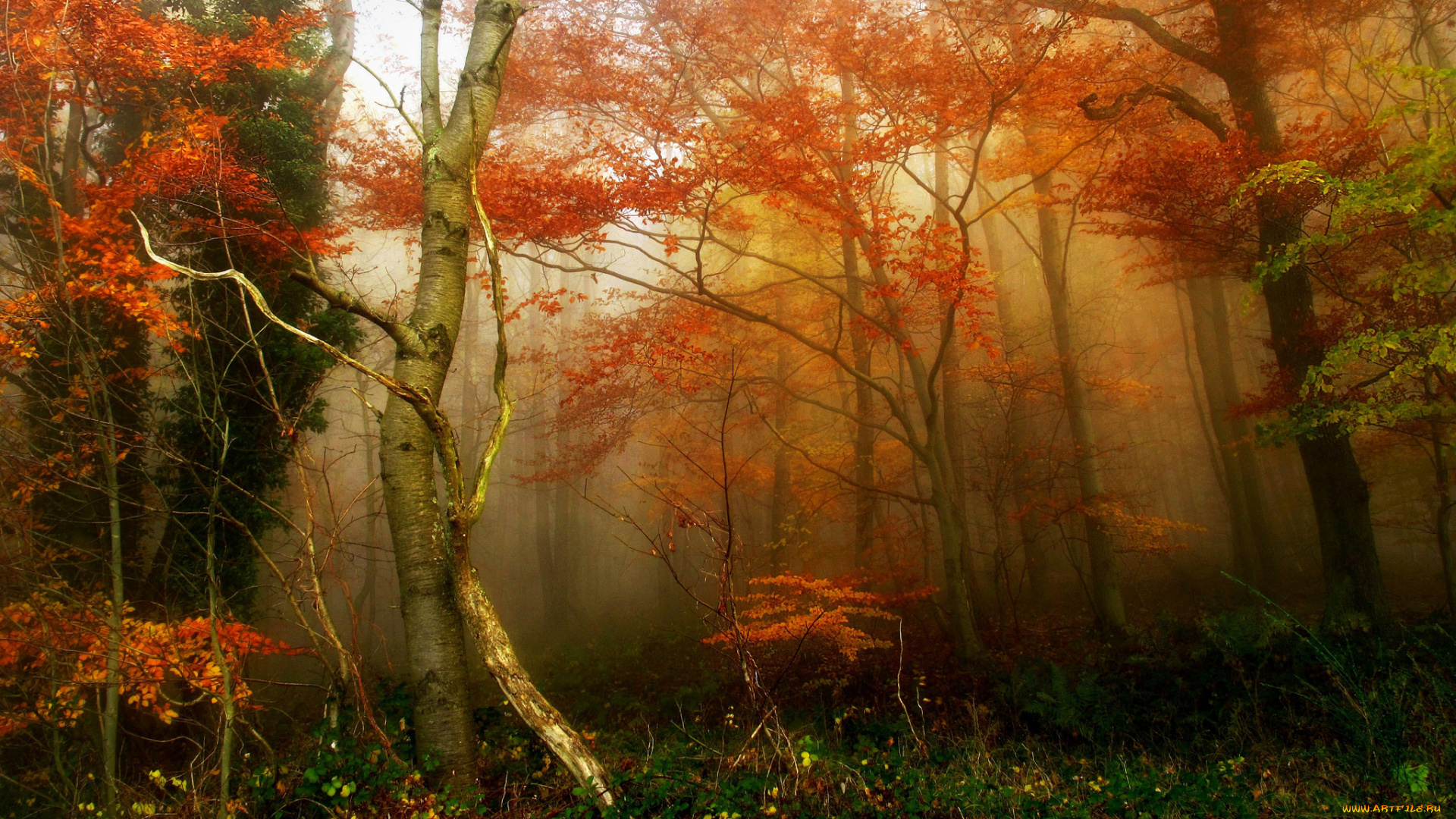 природа, лес, туман, осень