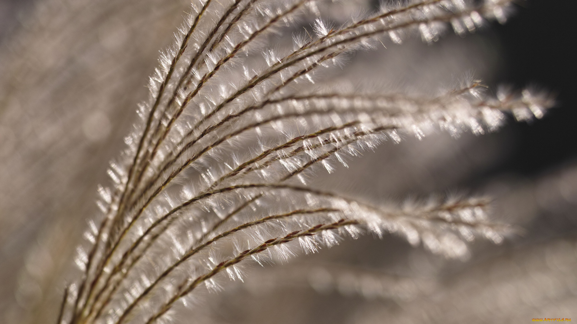 природа, макро, takaten, боке, пушистая, поле, трава