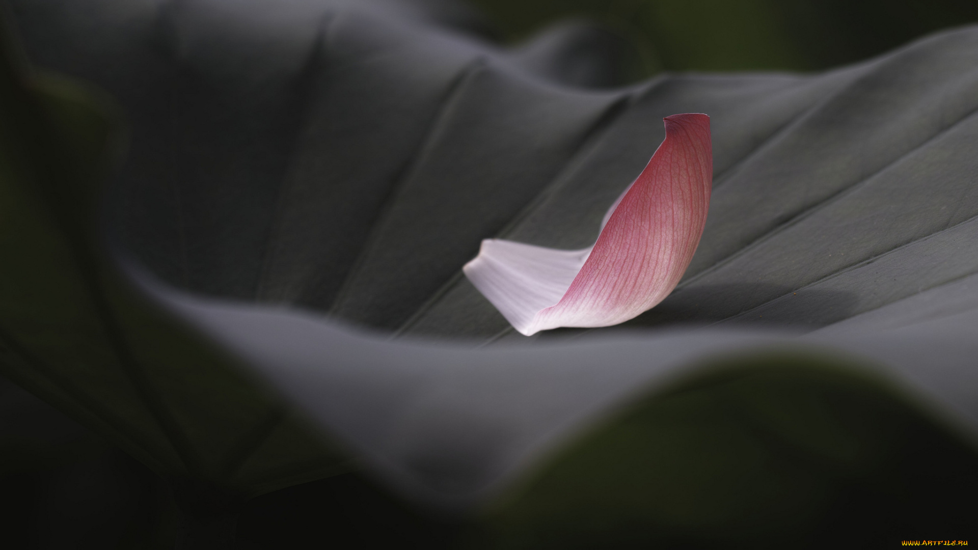 природа, макро, takaten, лепесток, лист