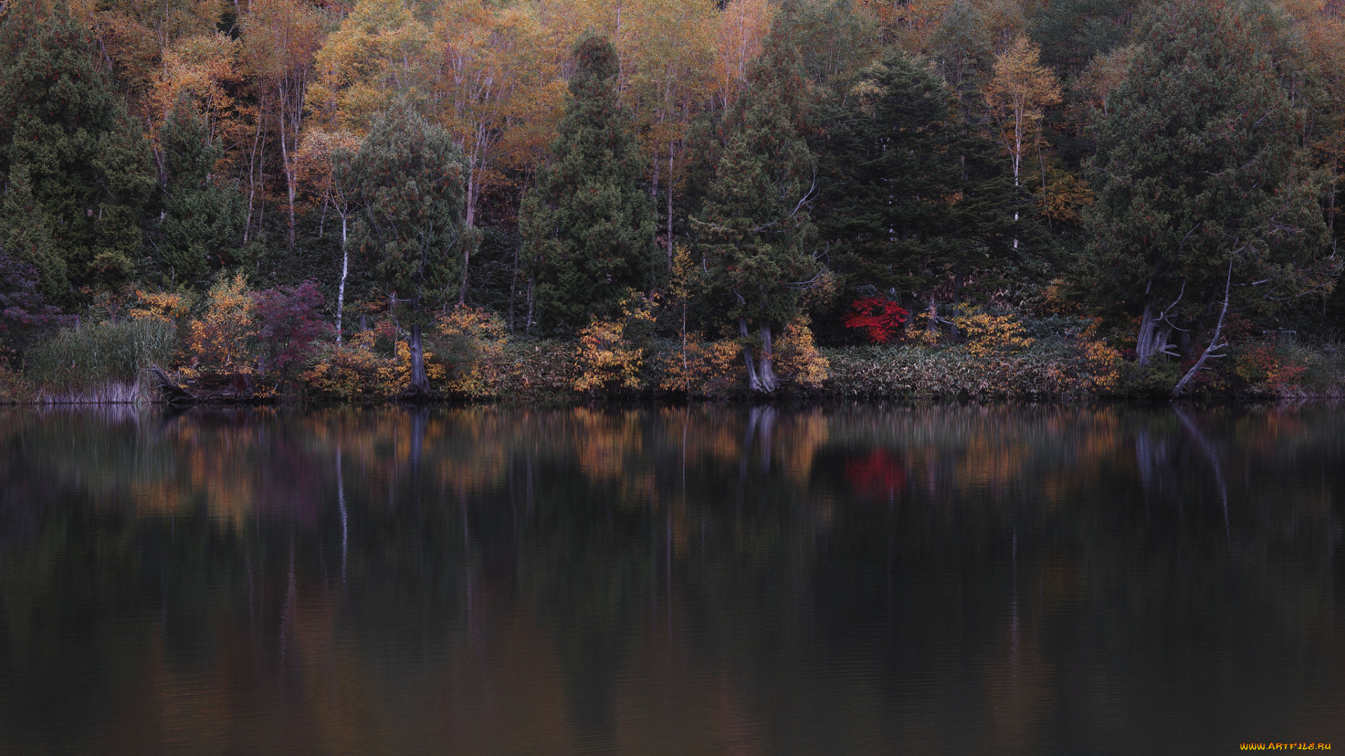 природа, реки, озера, takaten, осень, утро, деревья, вода
