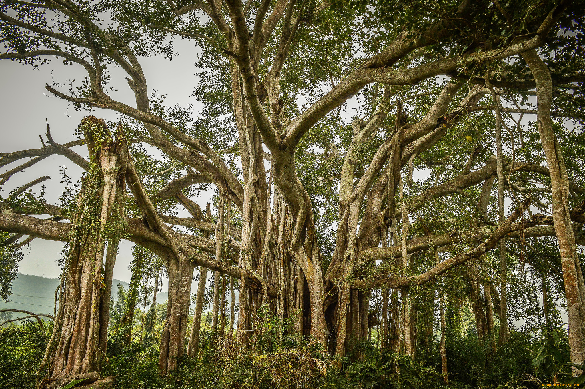 природа, деревья, мангры