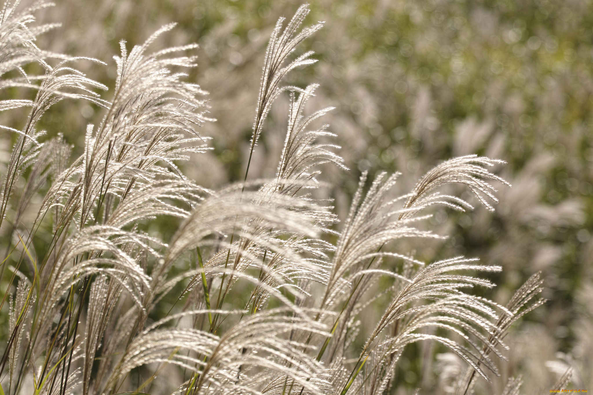 природа, макро, боке, пушистая, трава, поле, takaten