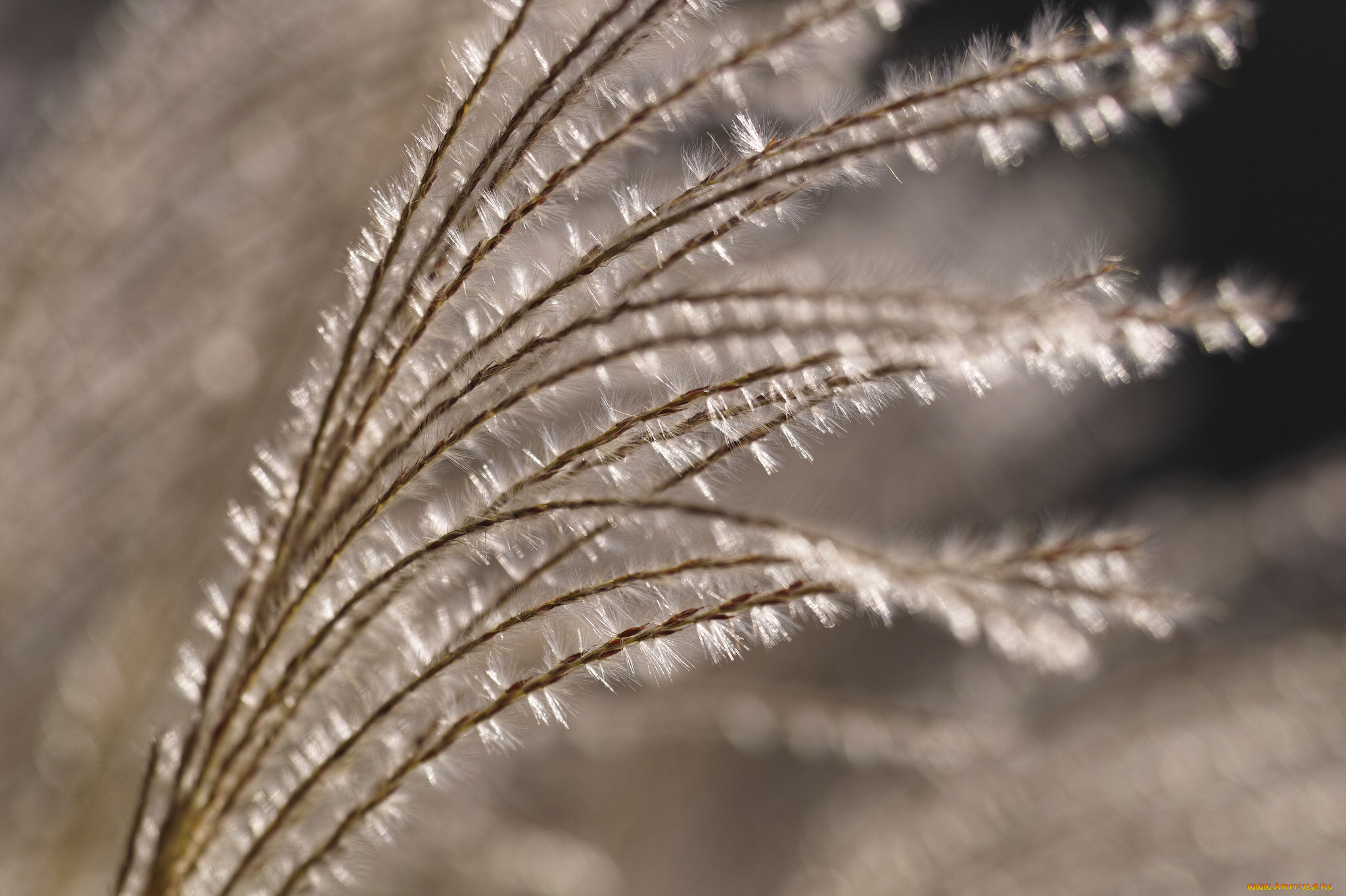 природа, макро, takaten, боке, пушистая, поле, трава