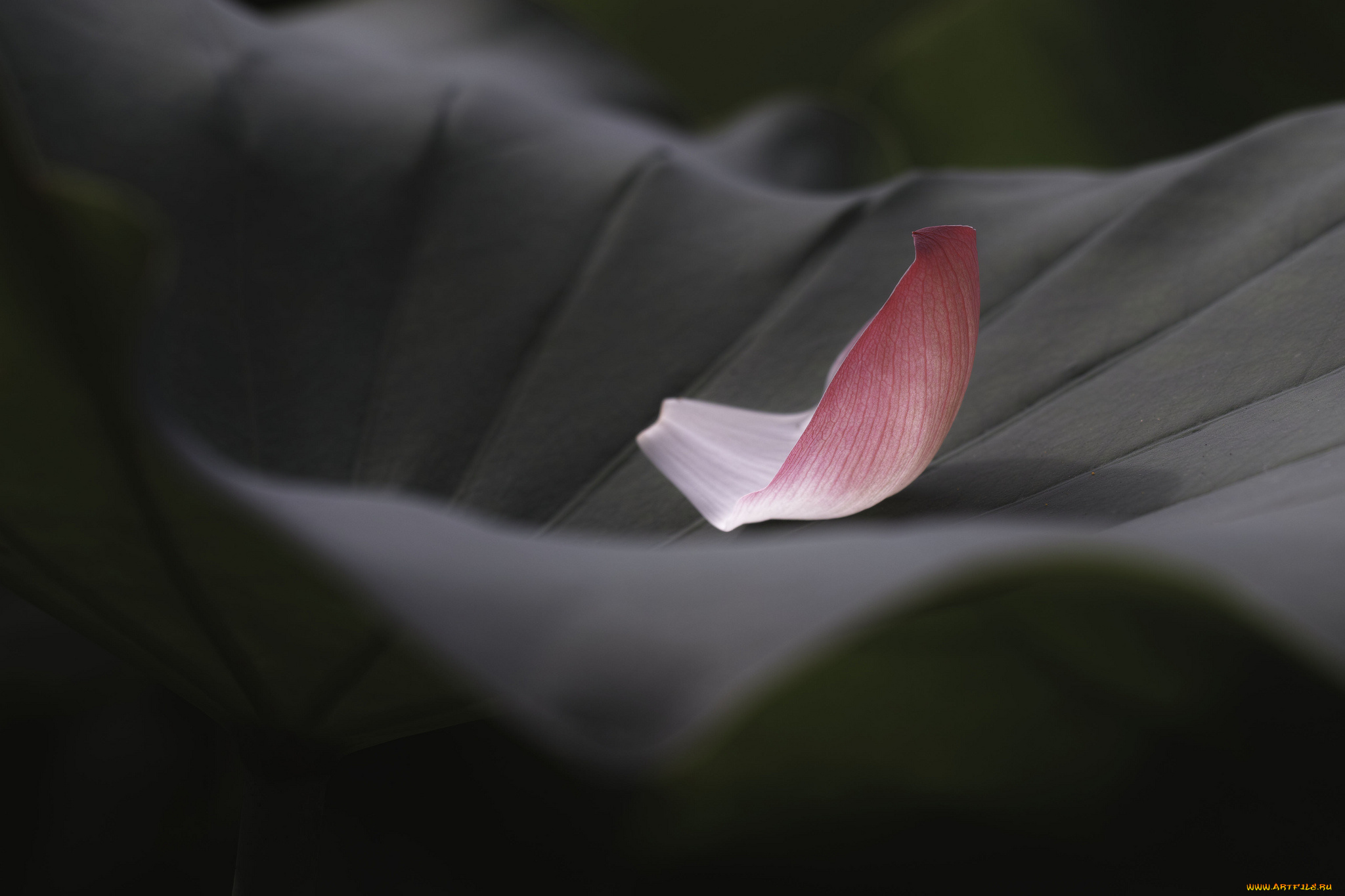 природа, макро, takaten, лепесток, лист