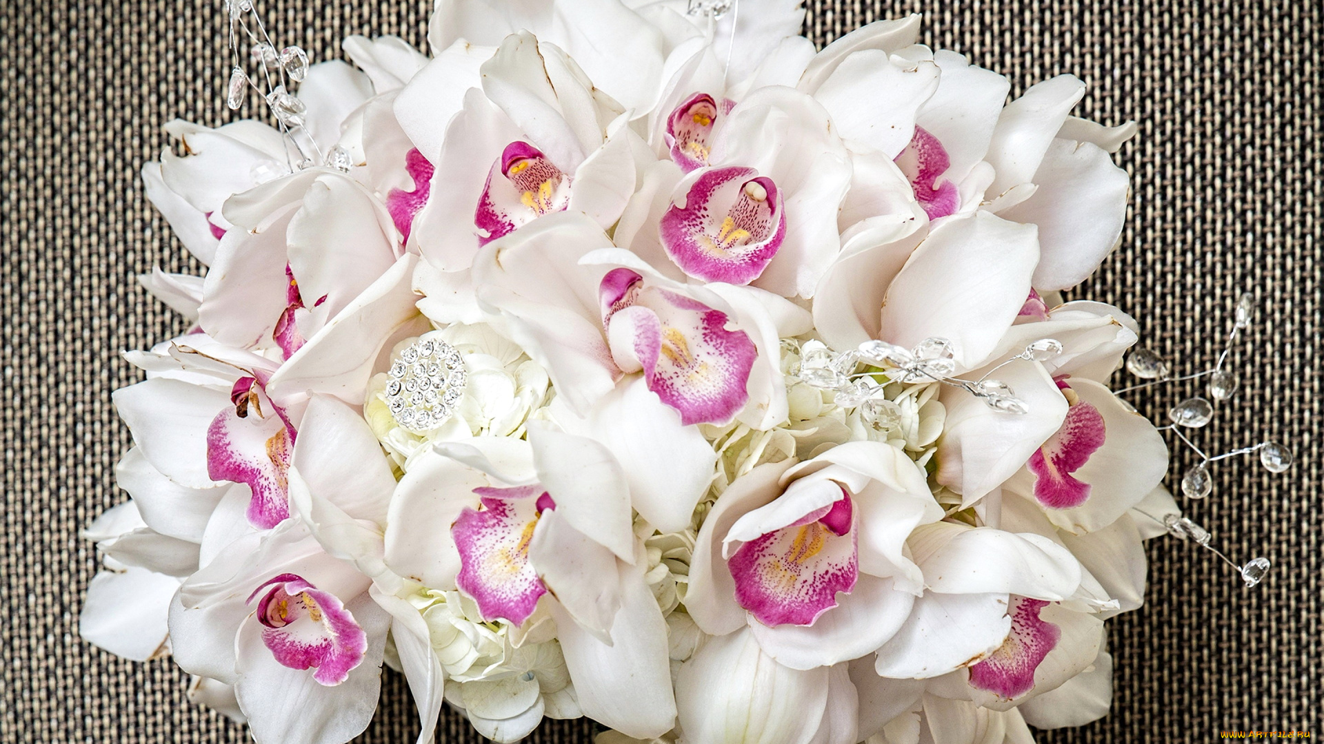 цветы, орхидеи, экзотика, нежная