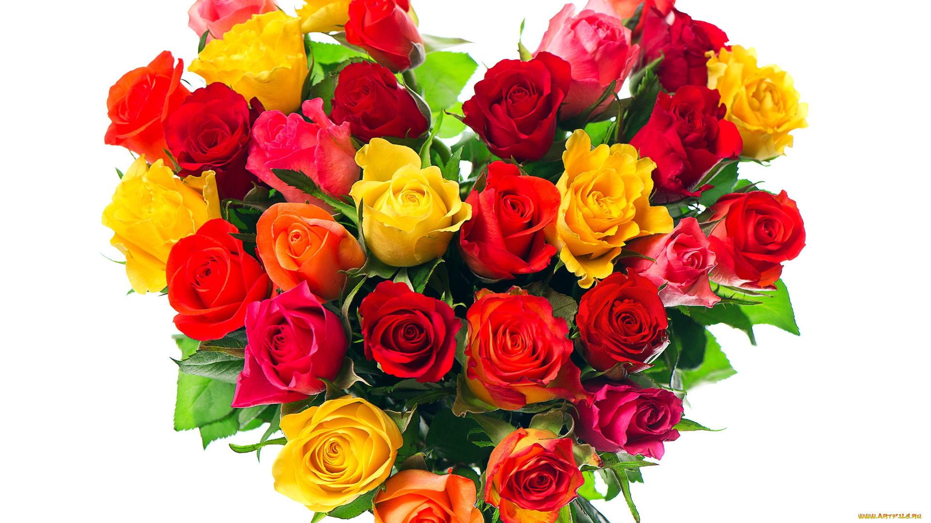 цветы, розы, сердце, разноцветный, много