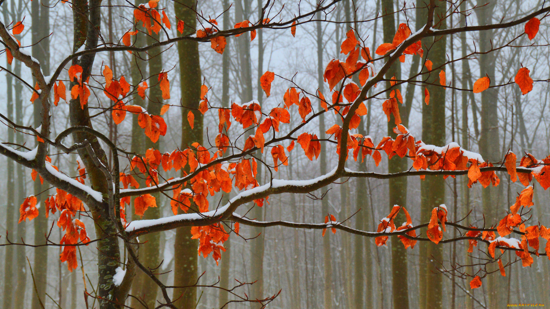 природа, лес, осень, снег, листья