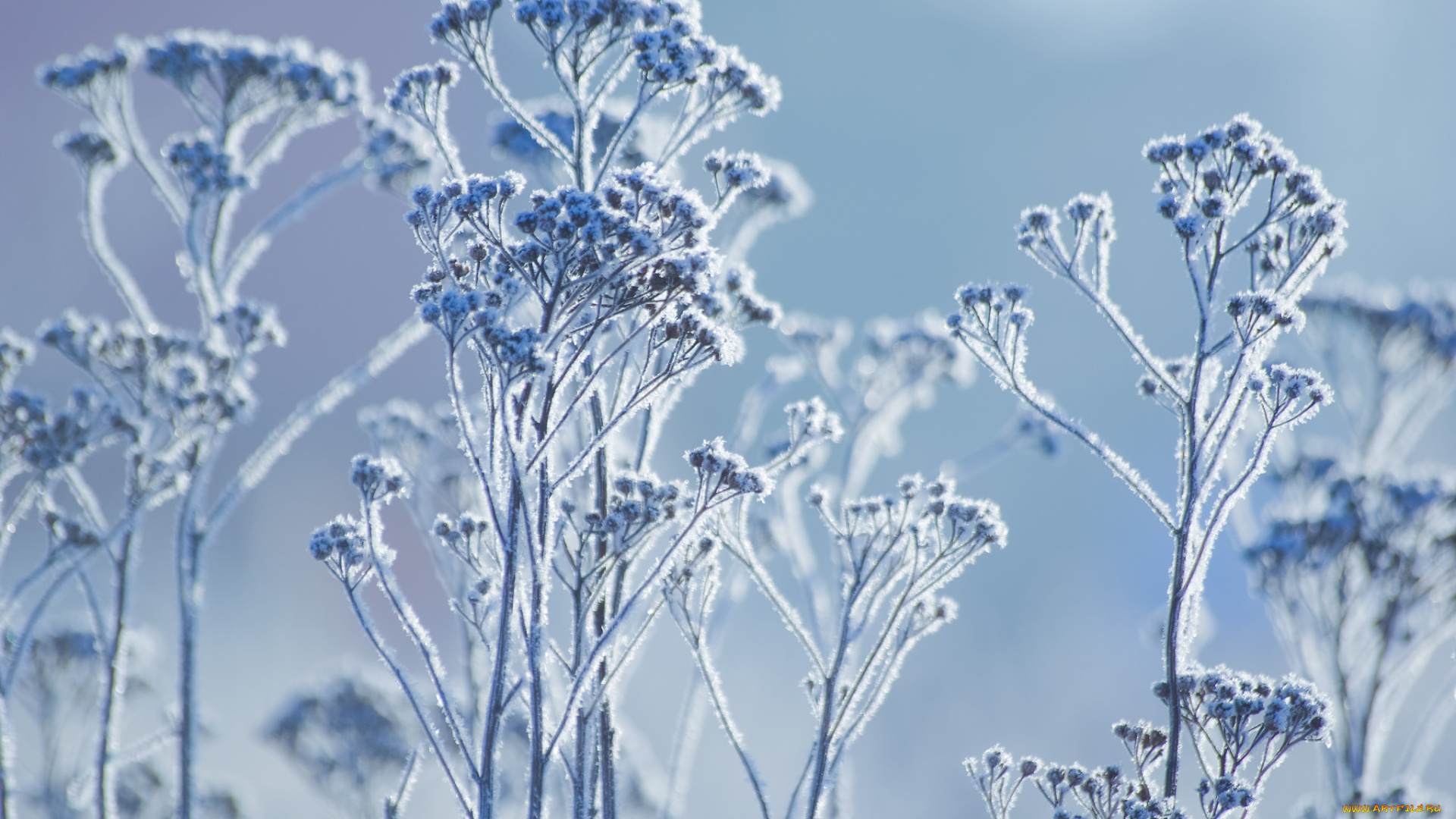 природа, макро, иней, зима, растение