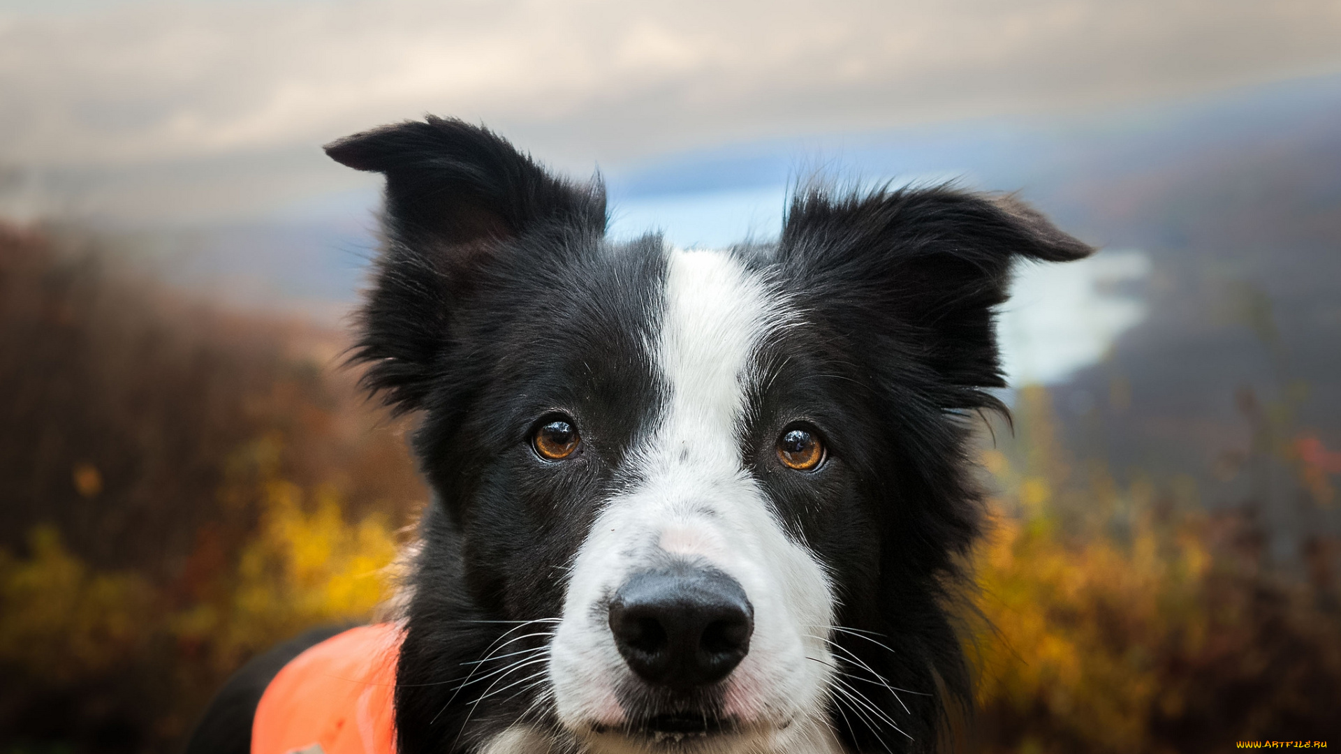 животные, собаки, пес