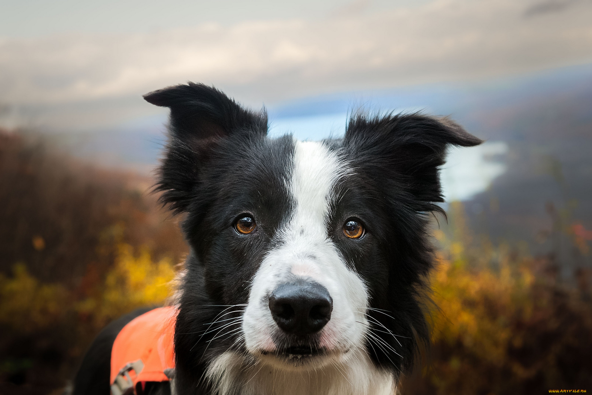 животные, собаки, пес