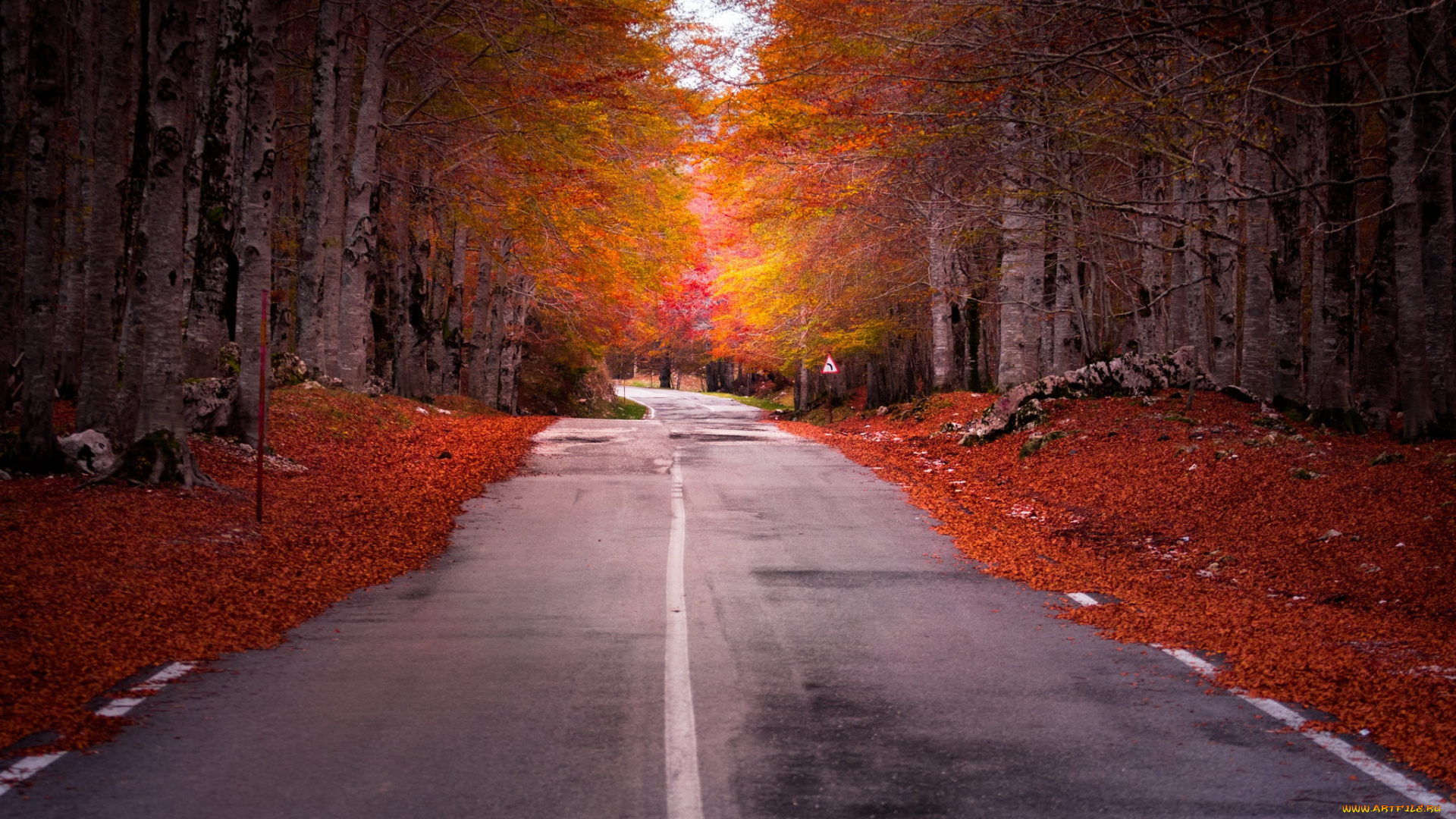 природа, дороги, осень, дорога, лес
