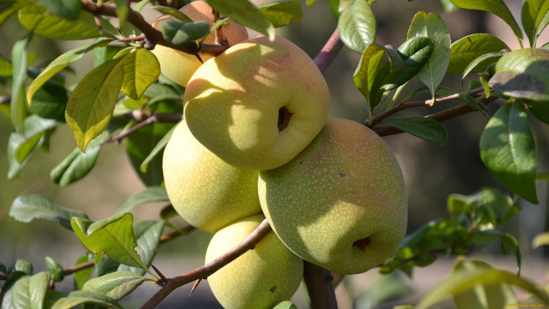 природа, плоды, яблоки