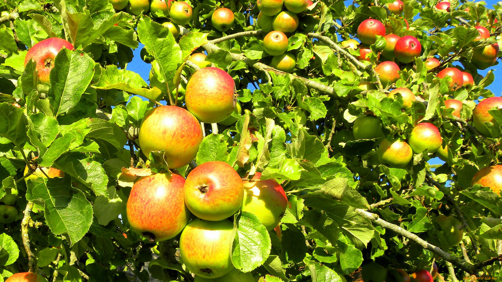 природа, плоды, яблоки