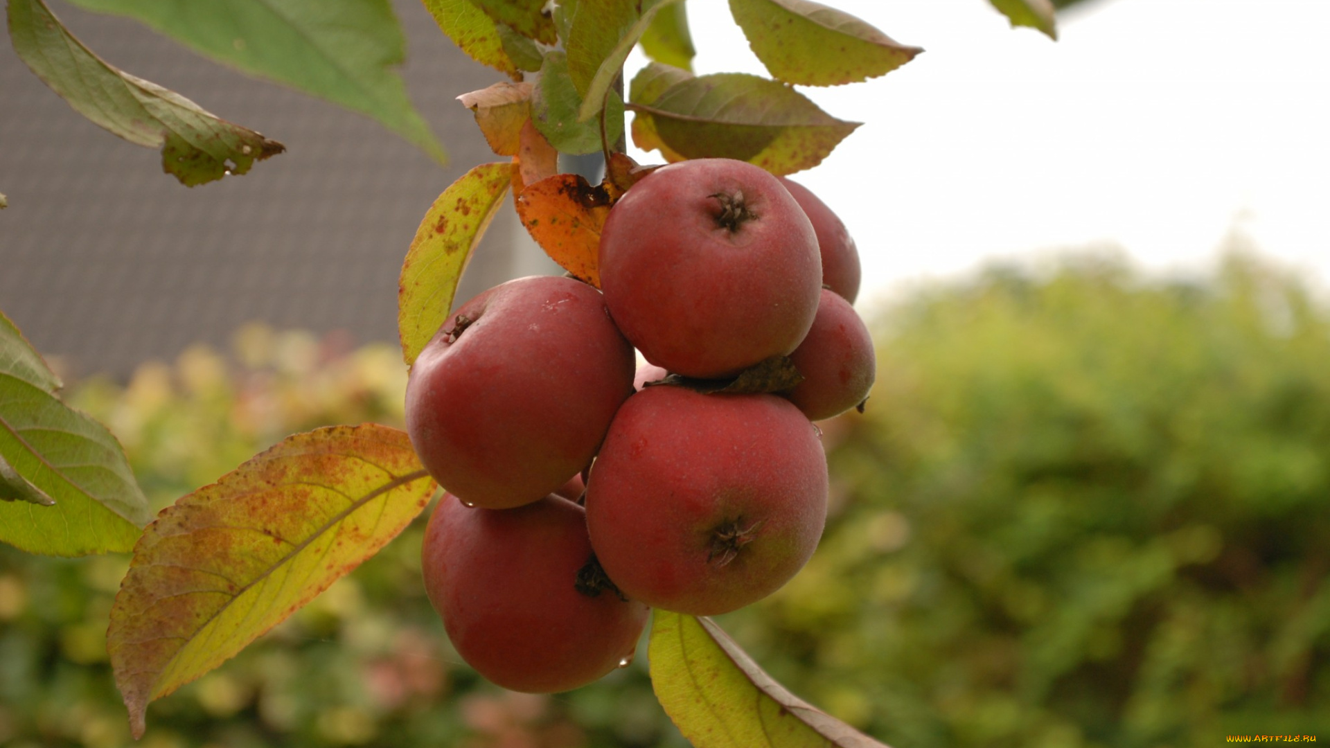 природа, плоды, яблоки
