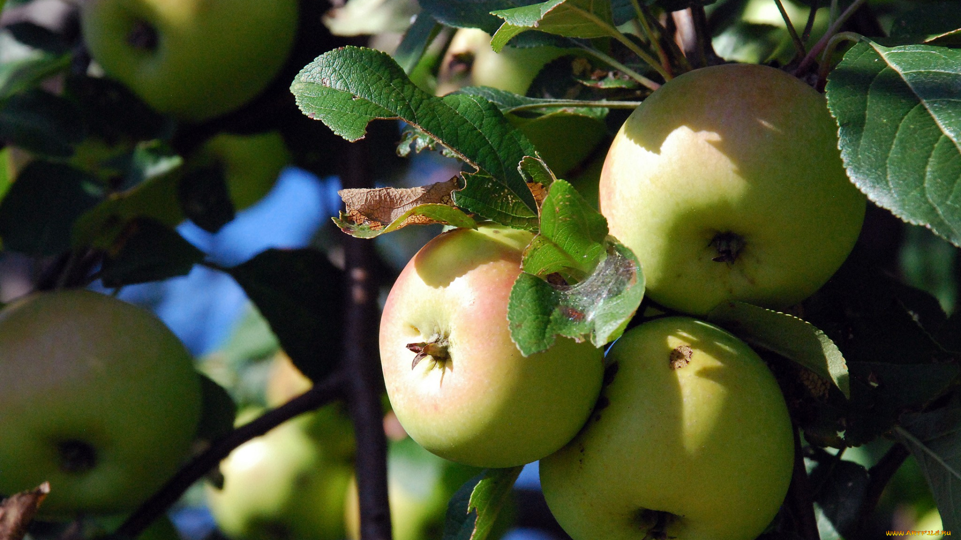 природа, плоды, яблоки